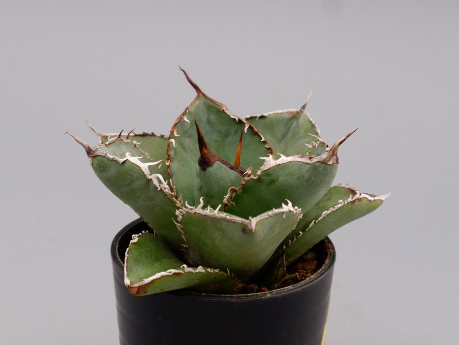 アガベ チタノタ 白鯨錦 親株出品 縞斑 黄斑 プレステラ105 アガベ