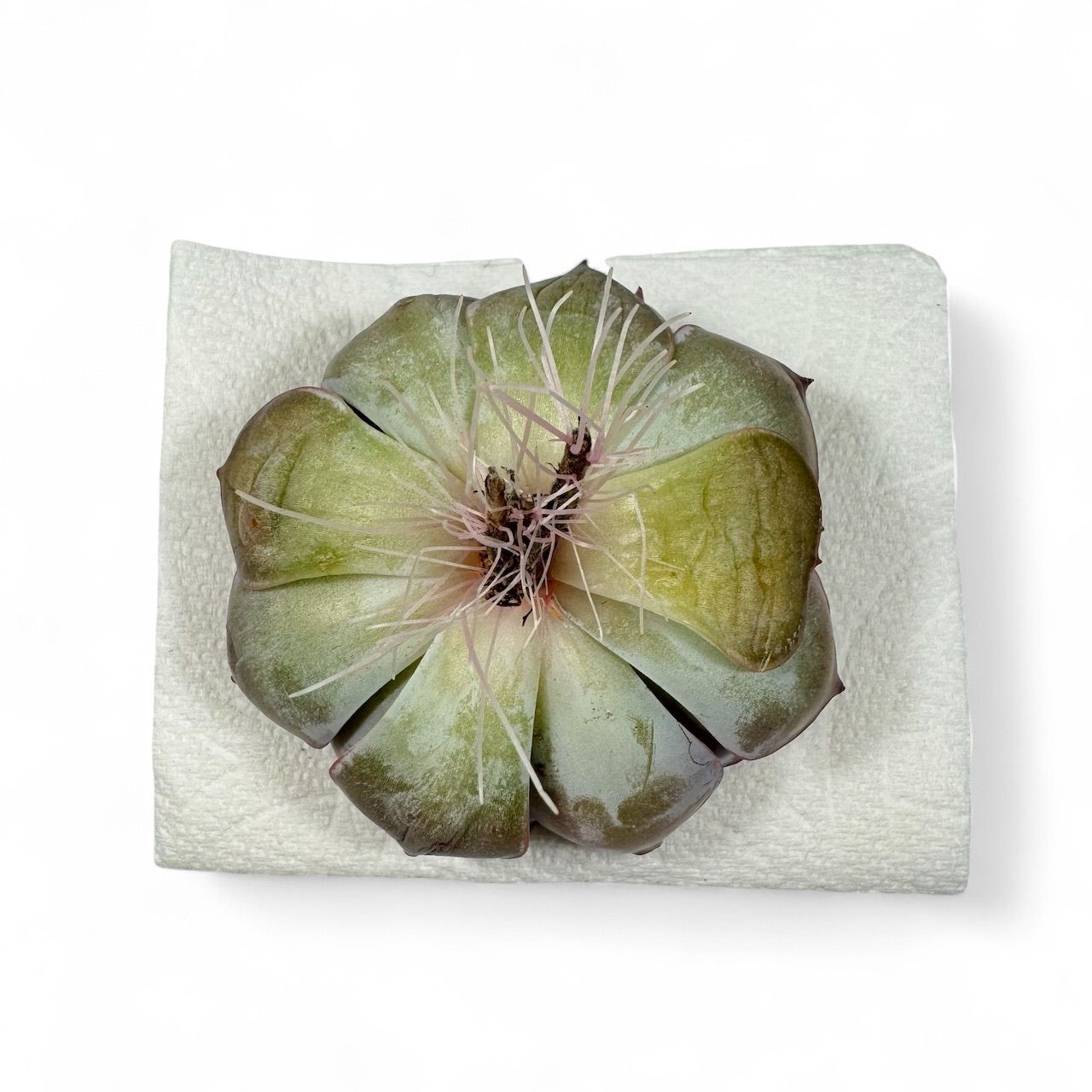 新品種】韓国苗 エケベリア アールグレイ 多肉植物 - メルカリ