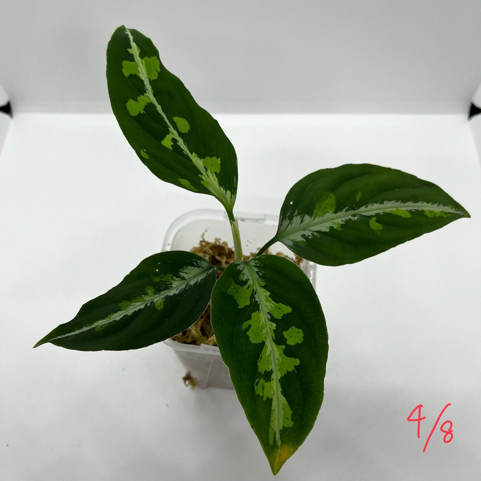 Aglaonema pictumちゃんぷーるfrom P.Pade【AZ0421-1】 アグラオネマ