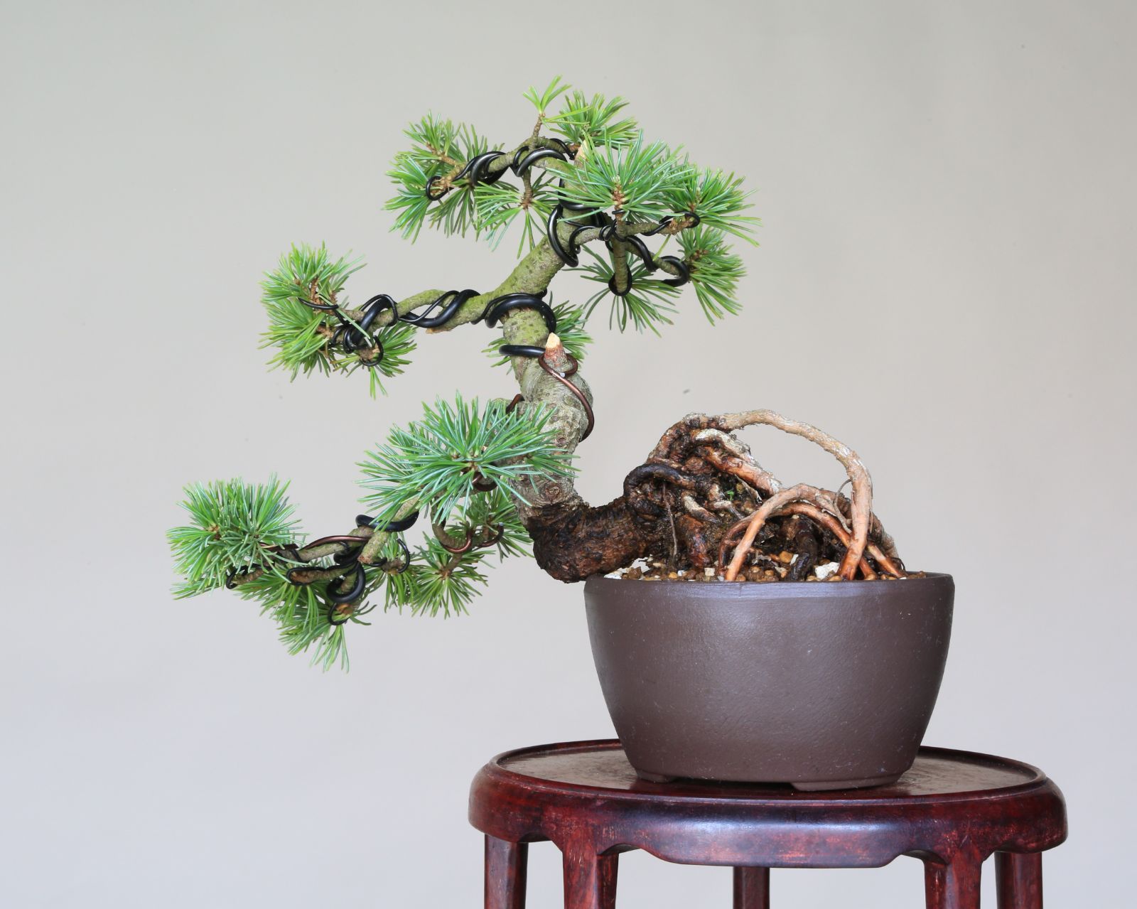 小品盆栽 泰寿園