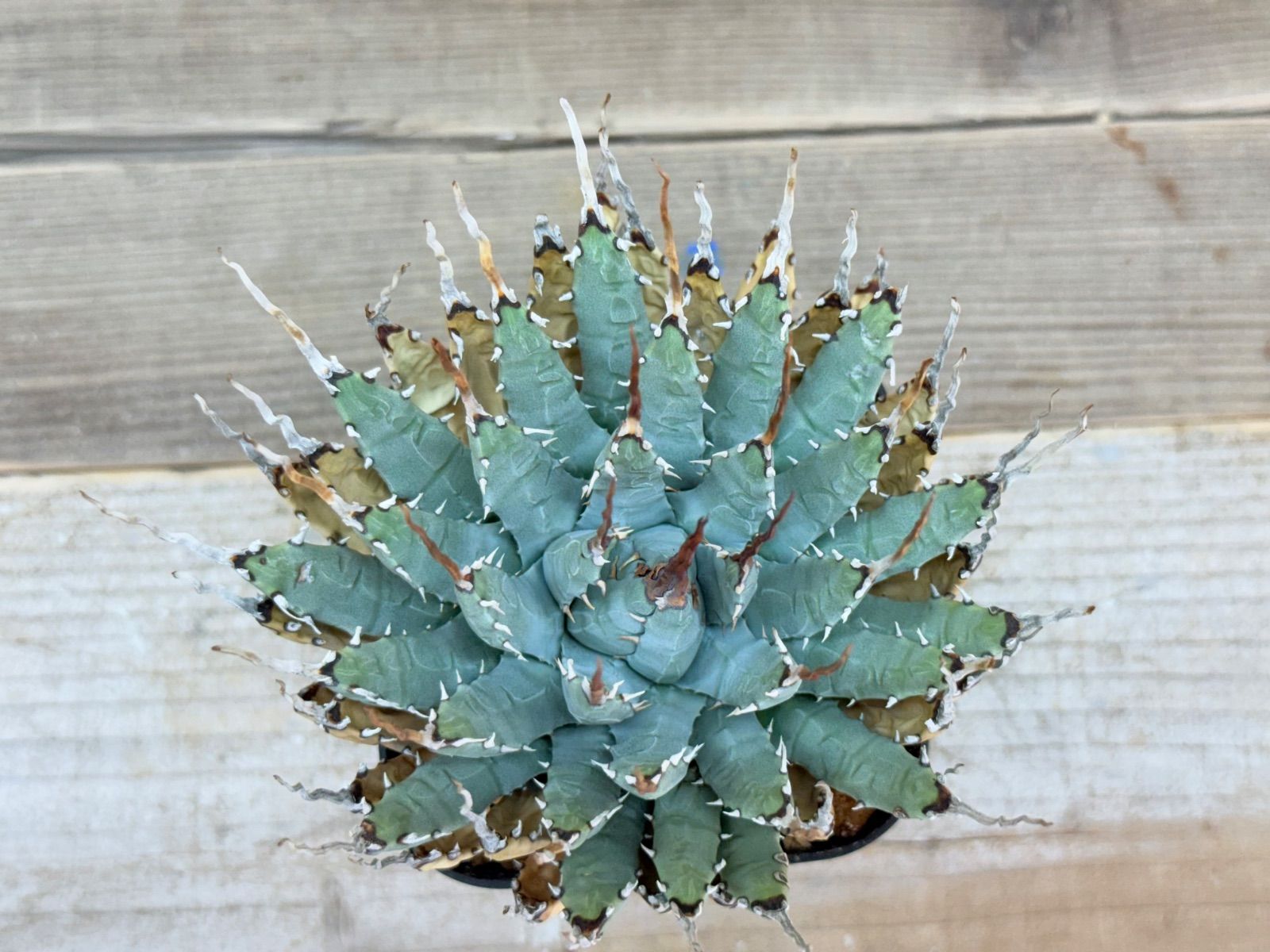 アガベ　エボリスピナ　「コレクション株」特大 アガベ ユタエンシス エボリスピナ（（USA株）発根済み 大株1