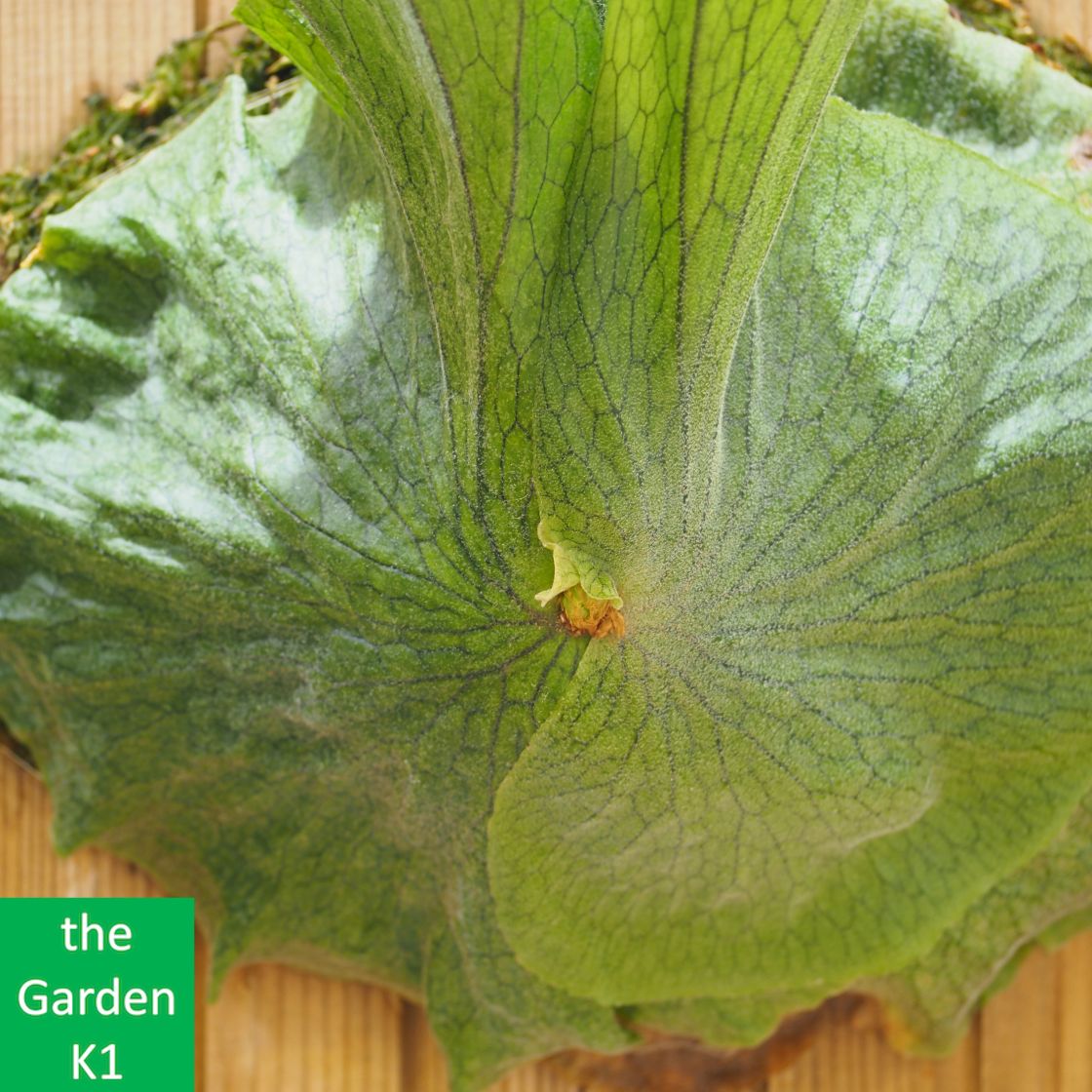 ビカクシダ スパーバム 板付 観葉植物 コウモリラン ビカクシダ スパーバム 板付 【観葉植物 壁掛け コウモリラン