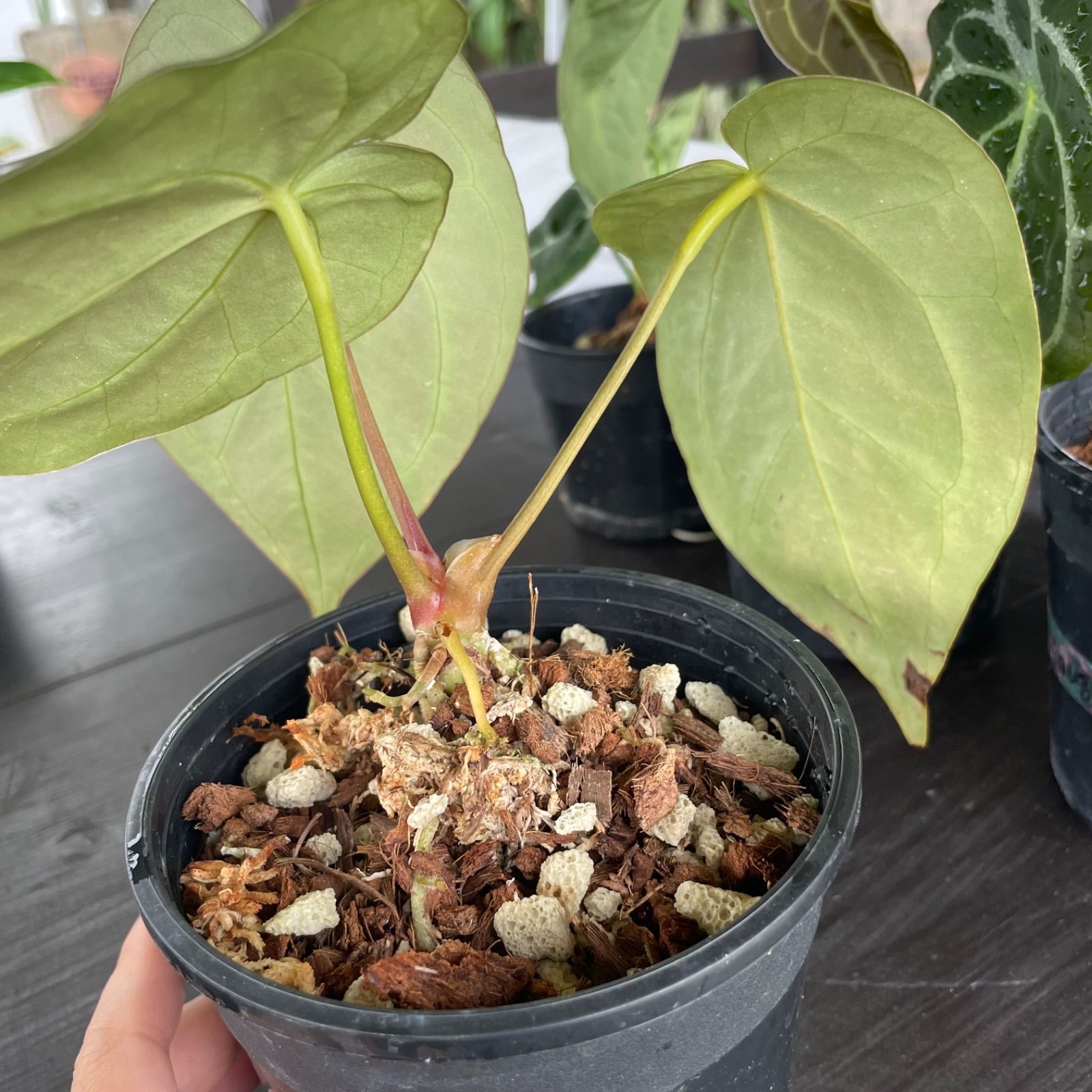 Anthurium crystallinum クリスタリナム　50 yumi様専用】アンスリウム クリスタリナム ハイブリッド