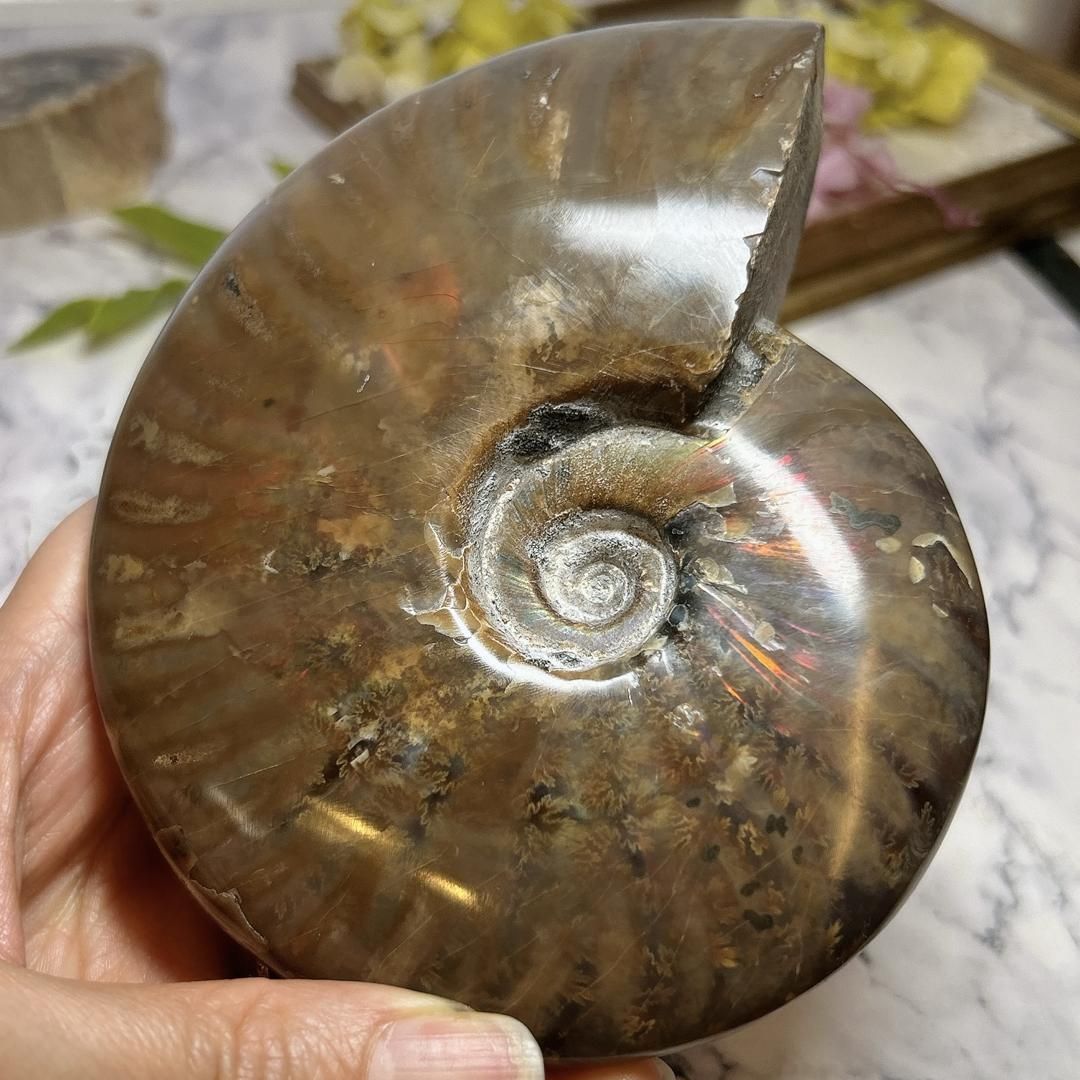 E9487】レッドファイヤー＊アンモナイト＊化石＊マダガスカル＊化石＊