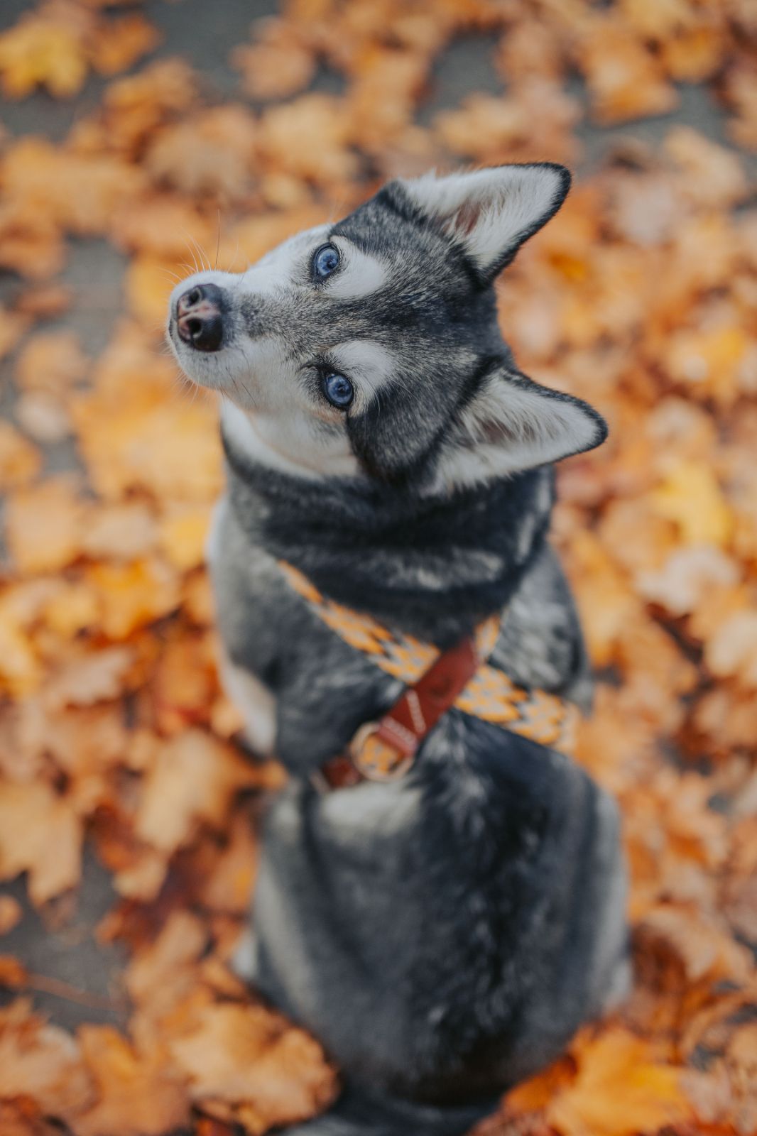 Qmultiペット商品スペイン製 高級犬用ハーネス Peruvian Gold (小型犬