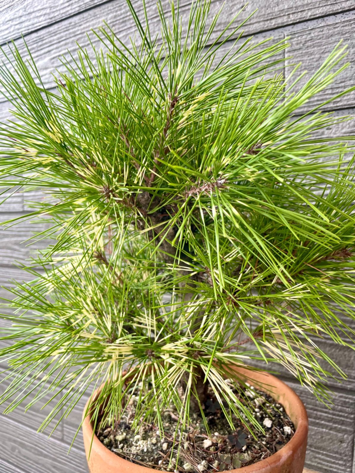 ジャノメマツ (クロマツ斑入り) 苗木・植木