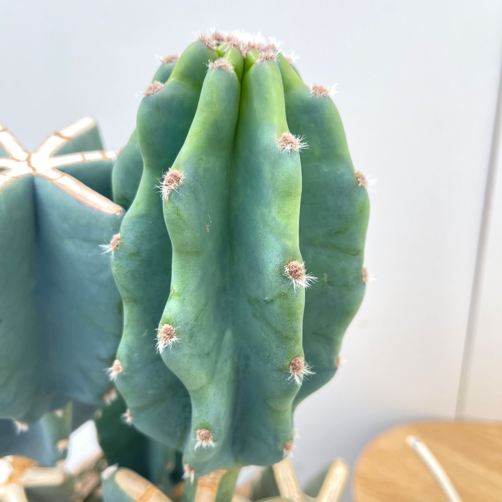 柱サボテン ブランチ 33【現品】観葉植物 室内 ドライガーデン 特大  