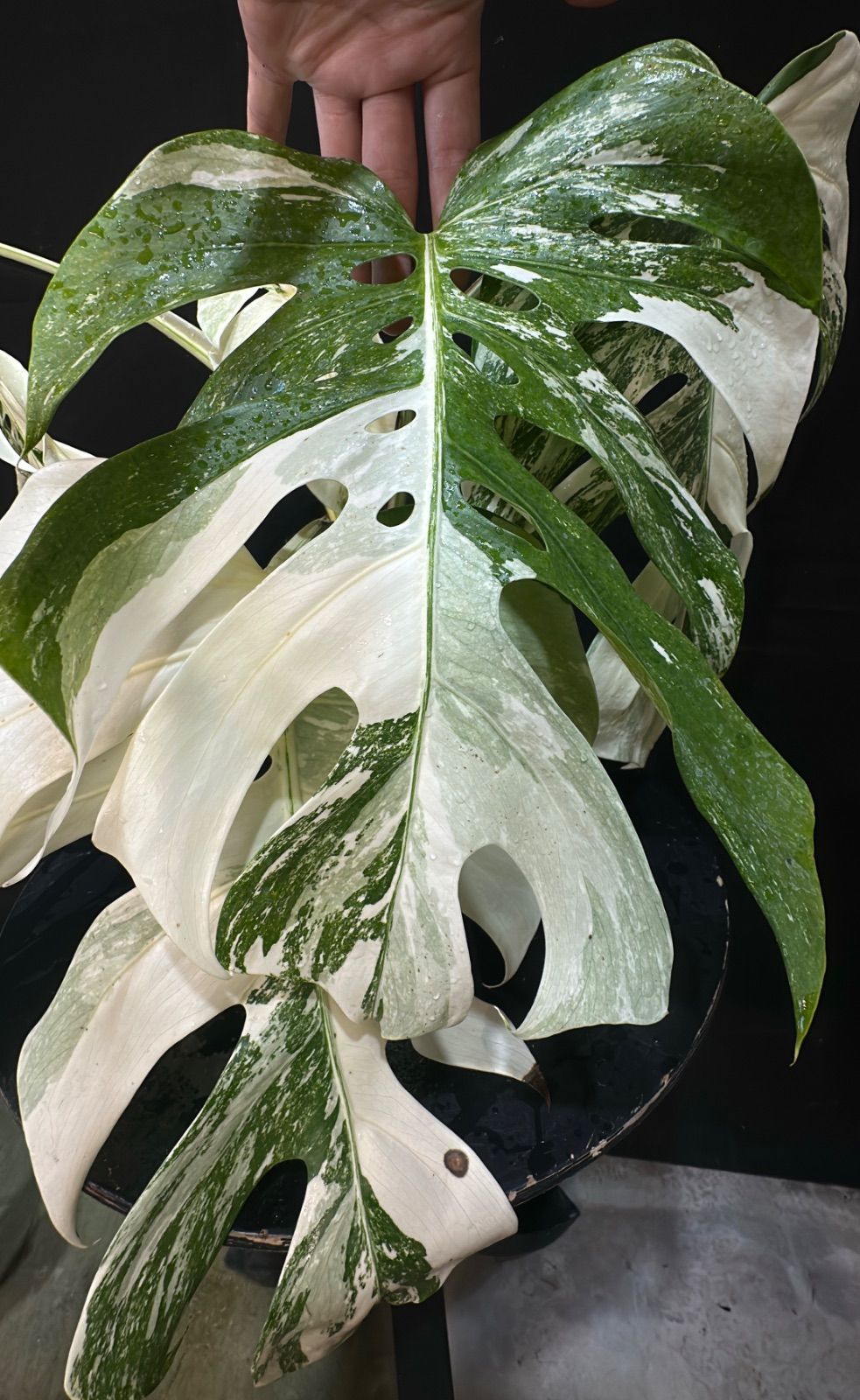 Variegated monstera