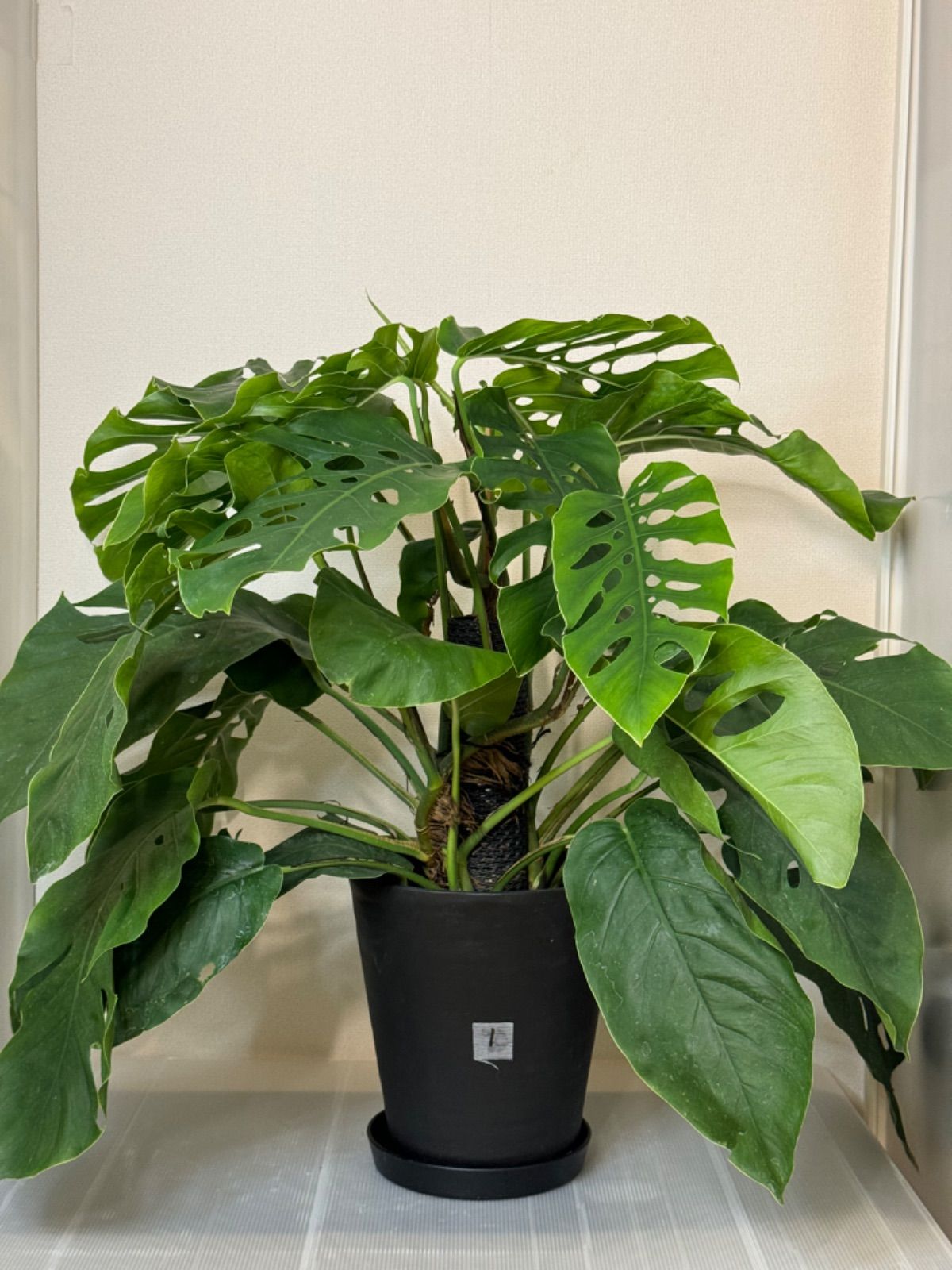 ❣️入荷❣️希少‼️モンステラ デュビア 7号 人気の観葉植物 ❣️①  