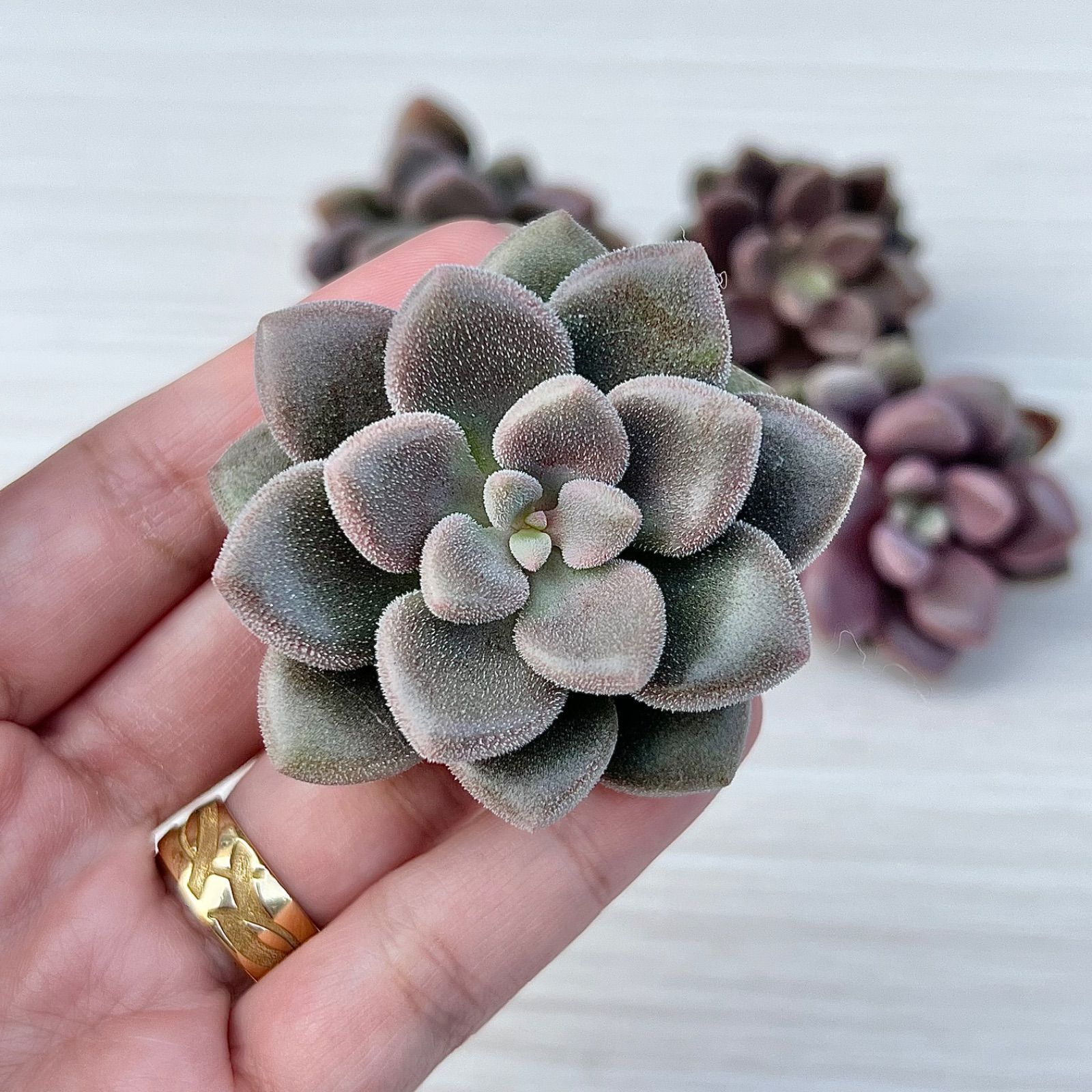 上質✨多肉植物 エンジェルスキウイ【AirMagic苗】厳選苗 韓国苗