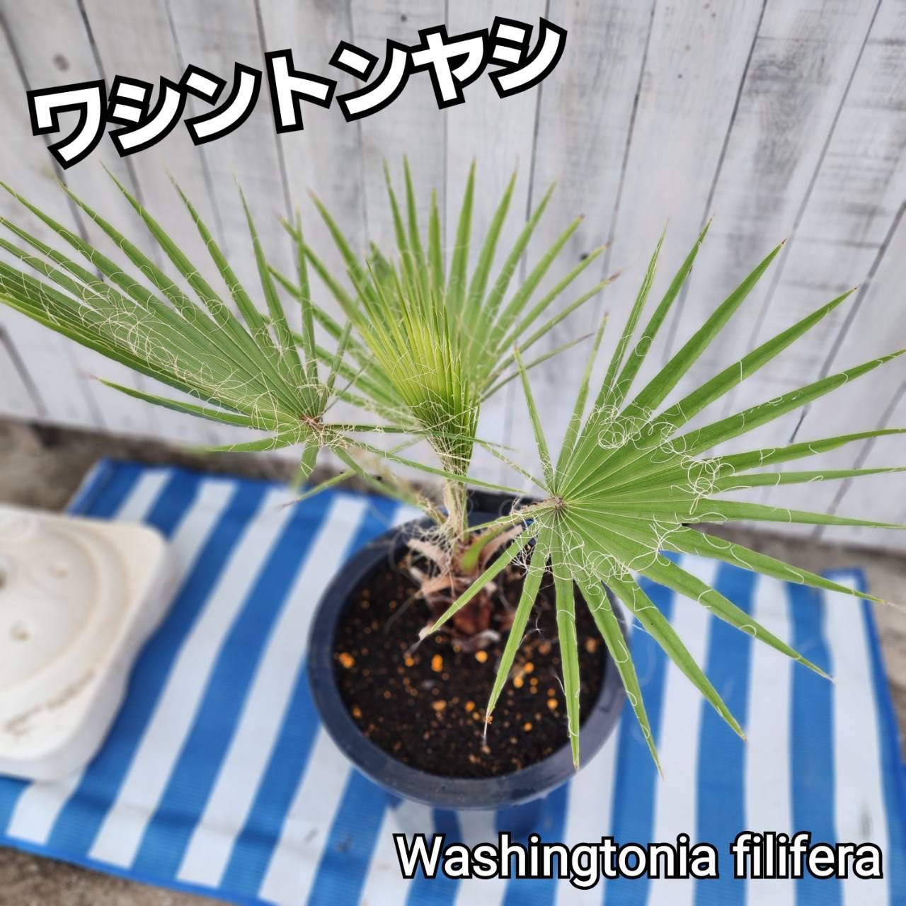 ワシントンヤシ フィリフェラ　Washingtonia filifera ワシントンヤシ (ワシントニア) (ワシントニア・フィリフェラ