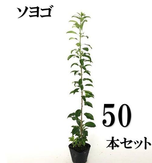 50本セット ソヨゴ樹高0.5m前後10.5cmポット