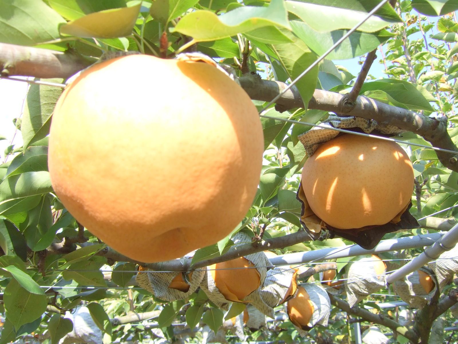 農家直送 今が食べ頃 旬の梨 10kg お申し込み順に11月頃から発送いたします