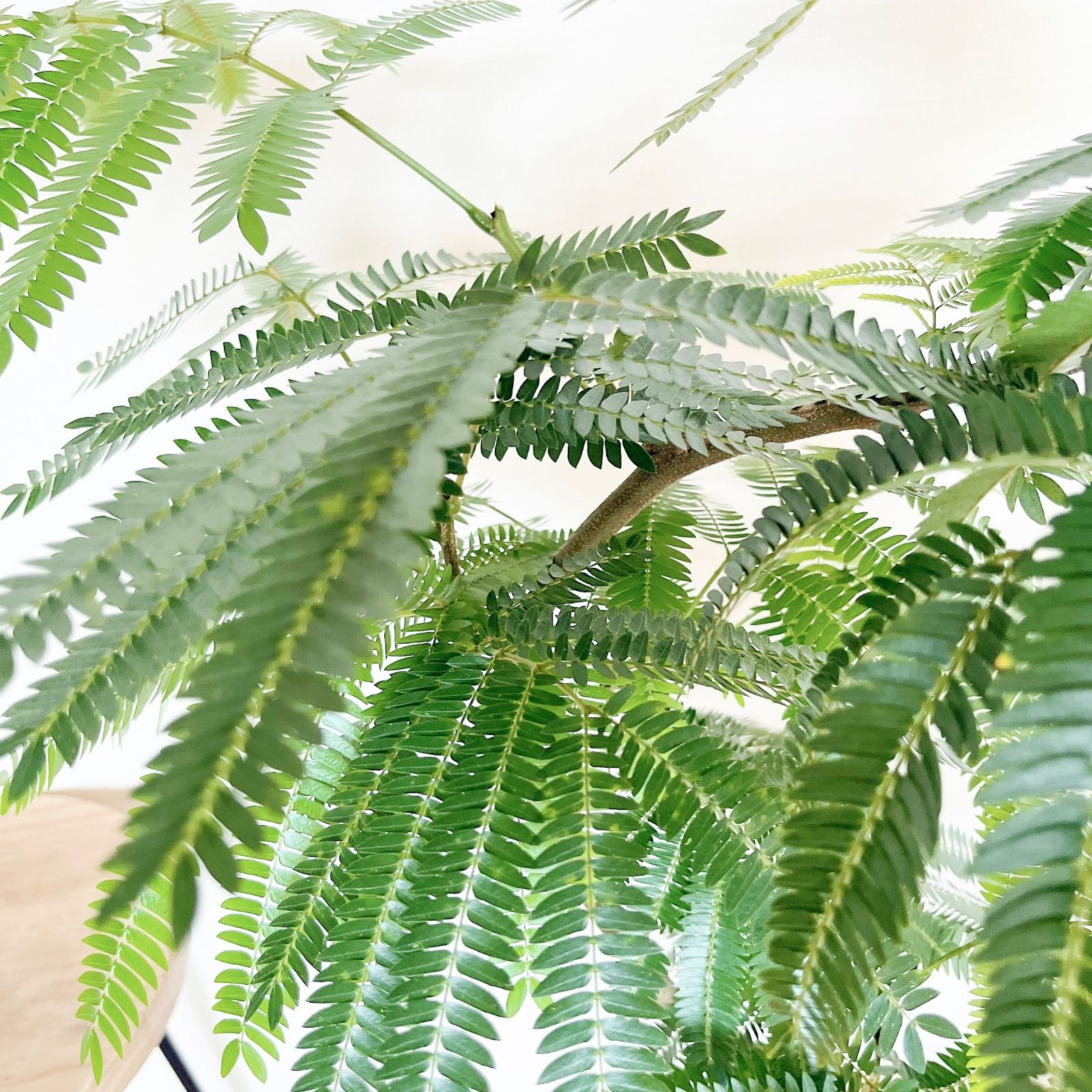 人気》エバーフレッシュ 曲がり Lサイズ 観葉植物 calm cafe - メルカリ