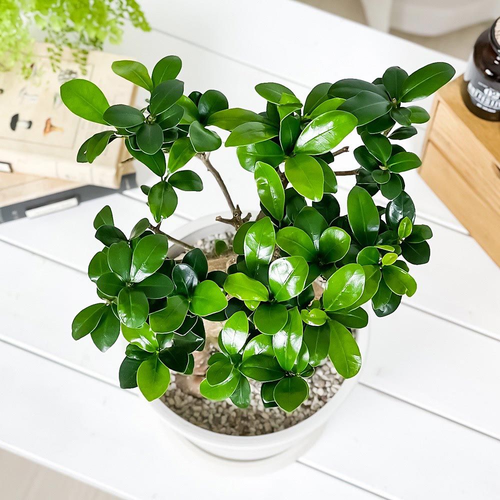 PLANCHU トップ 観葉植物 ガジュマル 太幹 7号樹脂鉢 ホワイト