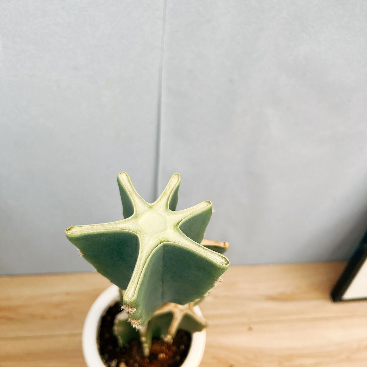 現品］♡かわいい♡ G 柱サボテン 鬼面角 ブランチ 7号 観葉植物