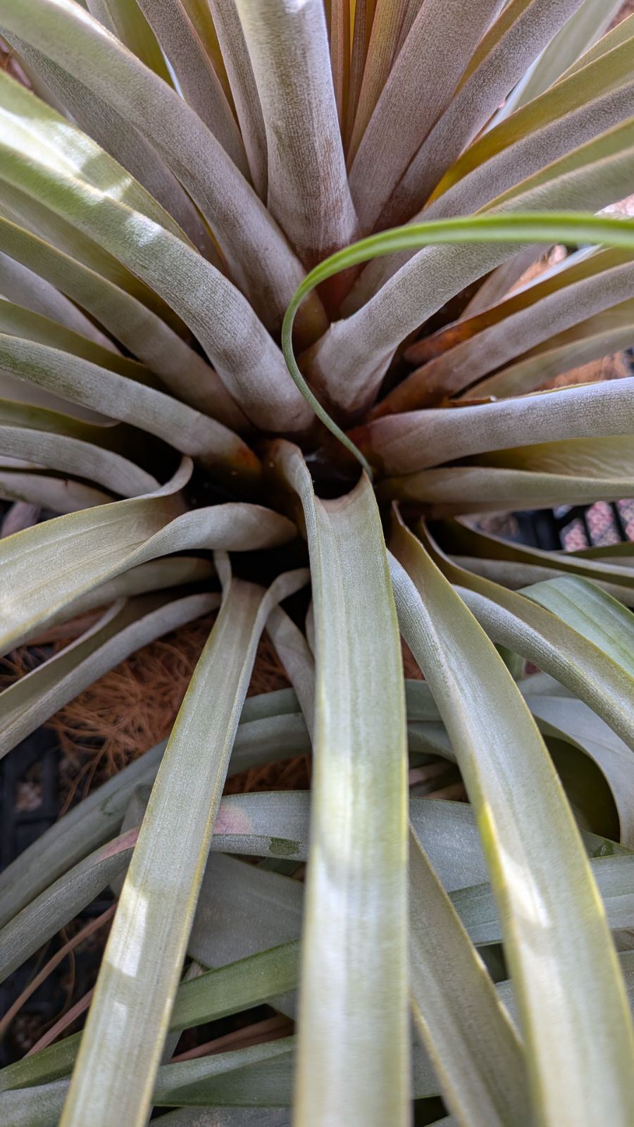 巨大株)チランジア　ファシクラータ, Copala チランジア ファシクラータ, Copala 巨大株)チランジア ファシクラータ