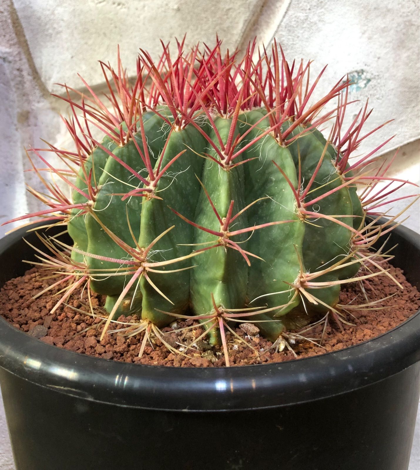 2024 赤鳳 サボテン8号 サボテン 赤鳳 フェロカクタス 8号鉢 園芸