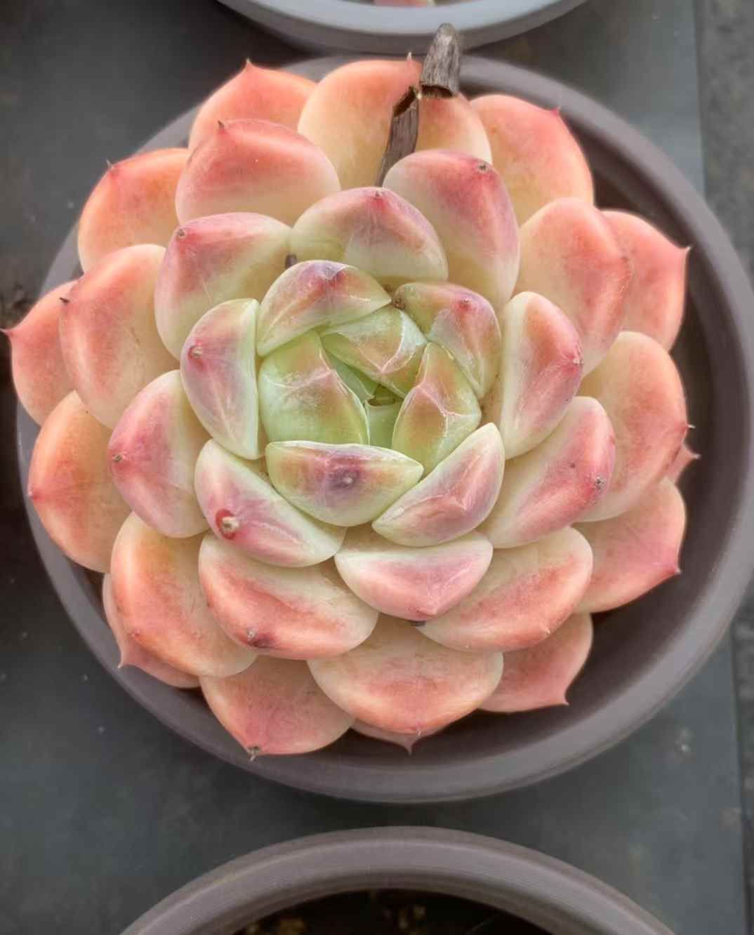 35株の抜き苗セット ピンクアイス 多肉植物 佐川急便発送 エケベリア 韓国苗 LX37