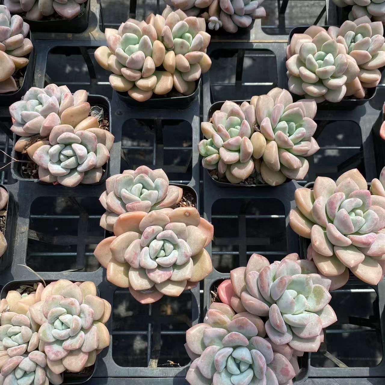 抜き苗 花鹿 ZM1579×40株 ふっくら 多肉植物 エケベリア