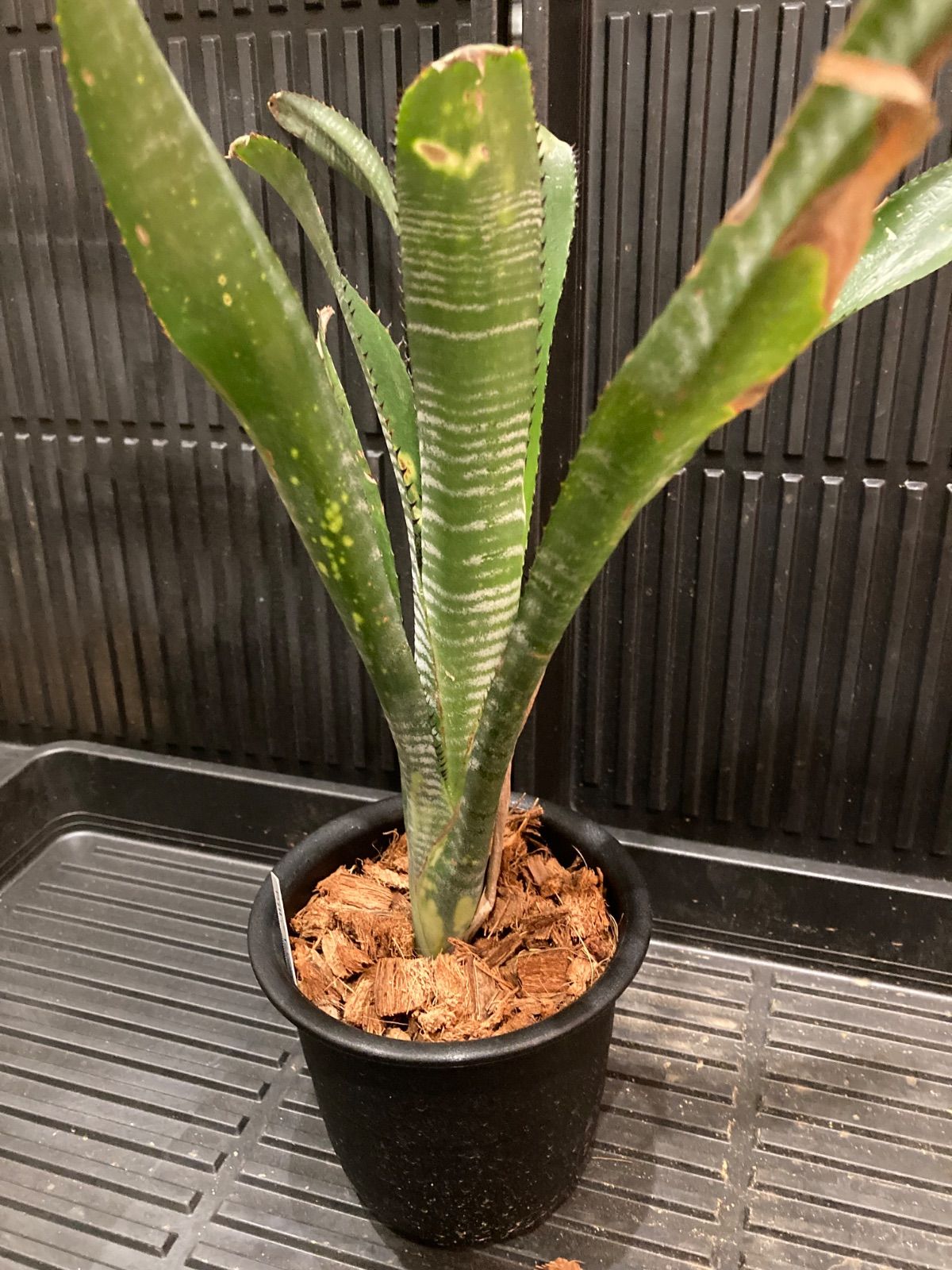 ブロメリア・エアープランツ Billbergia Toneprai Polaris ビルベルギア Billbergia Toneprai Polaris - メルカリ