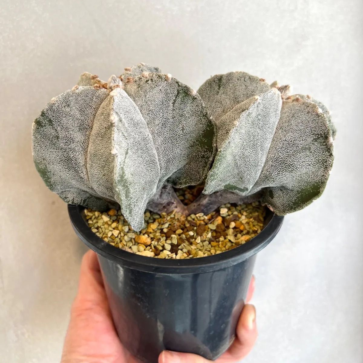 白ランポー玉 SB1474 実生 鉢植えメルカリ便送料込み 大株 アストロ