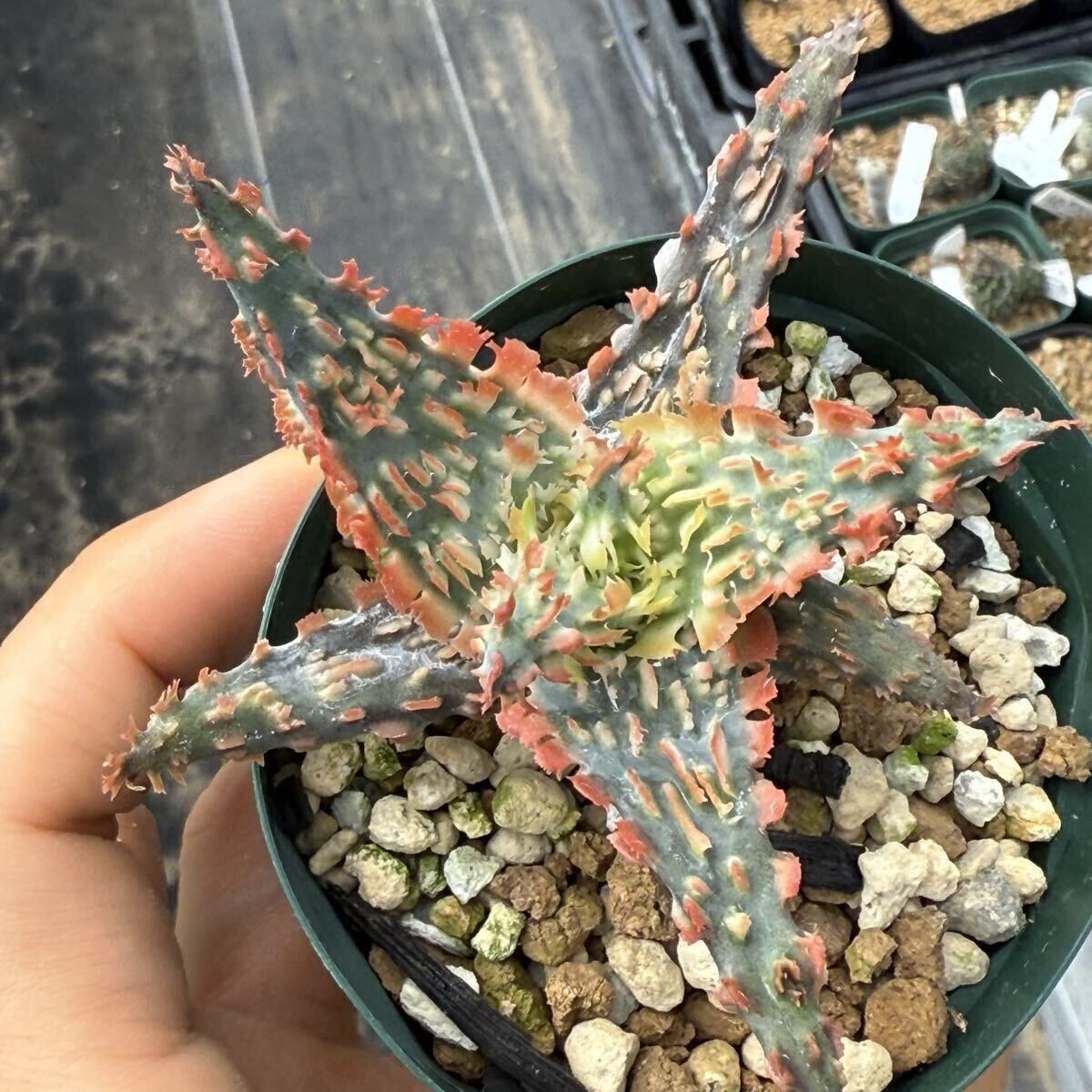 Aloe hyb 07 アロエ ハイブリッド カキコ発根済み（多肉植物