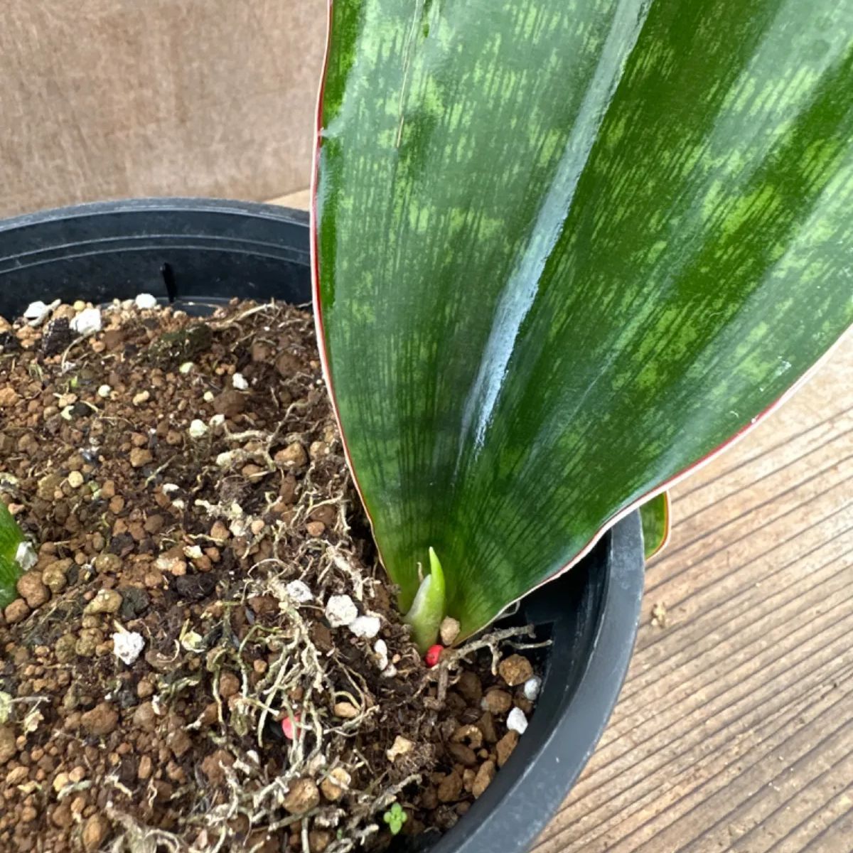サンセベリア マラウィ② 現品 Sansevieria malawl 観葉植物 観葉 植物