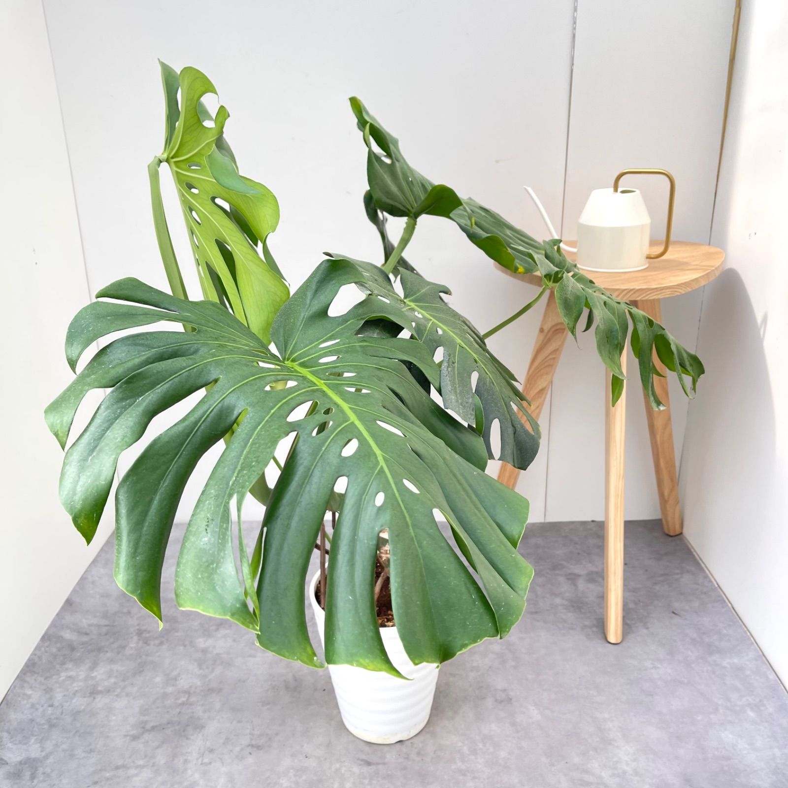 モンステラ 7【現品】観葉植物 幹上がり 室内 7号 - メルカリ