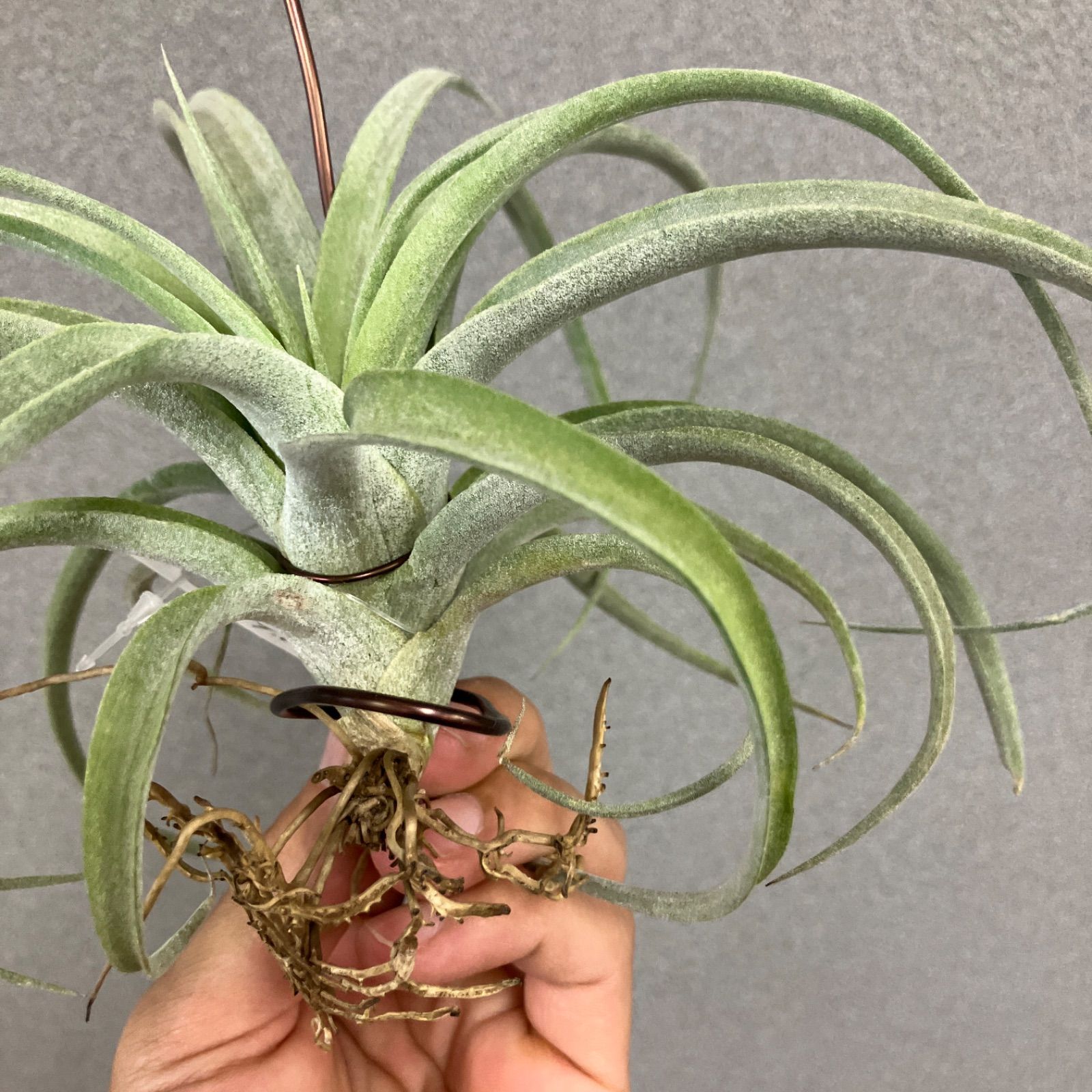 超希少❗️交配種❗️チランジア メアリーZ チアペンシス×ローランド