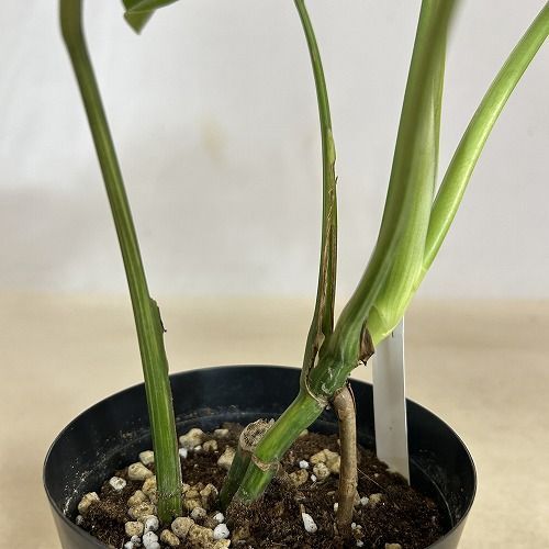 観葉植物 葉傷みあり 斑入りモンステラ ボルシギアナ オーレア
