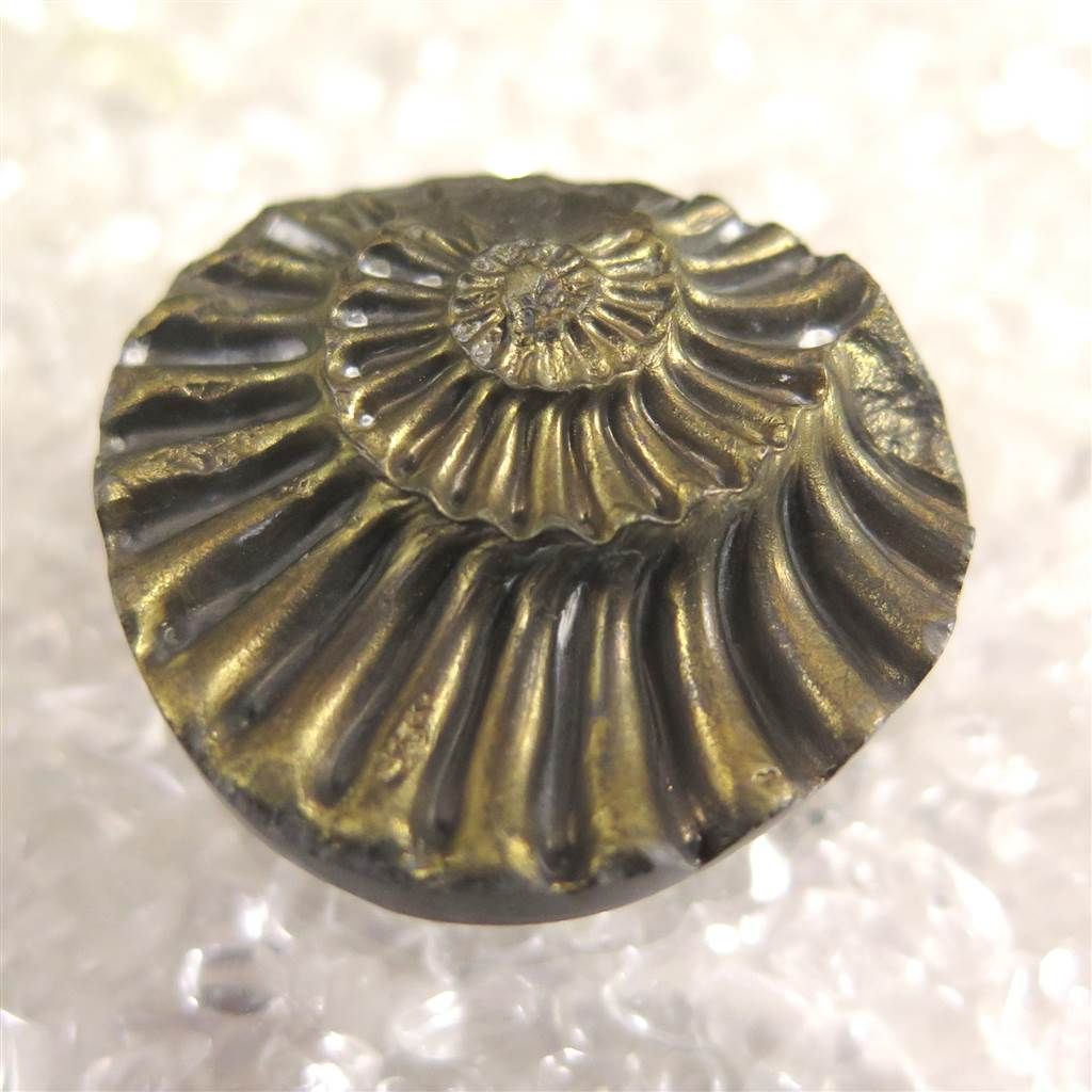 アンモナイト パイライト 化石 9.3g - メルカリ