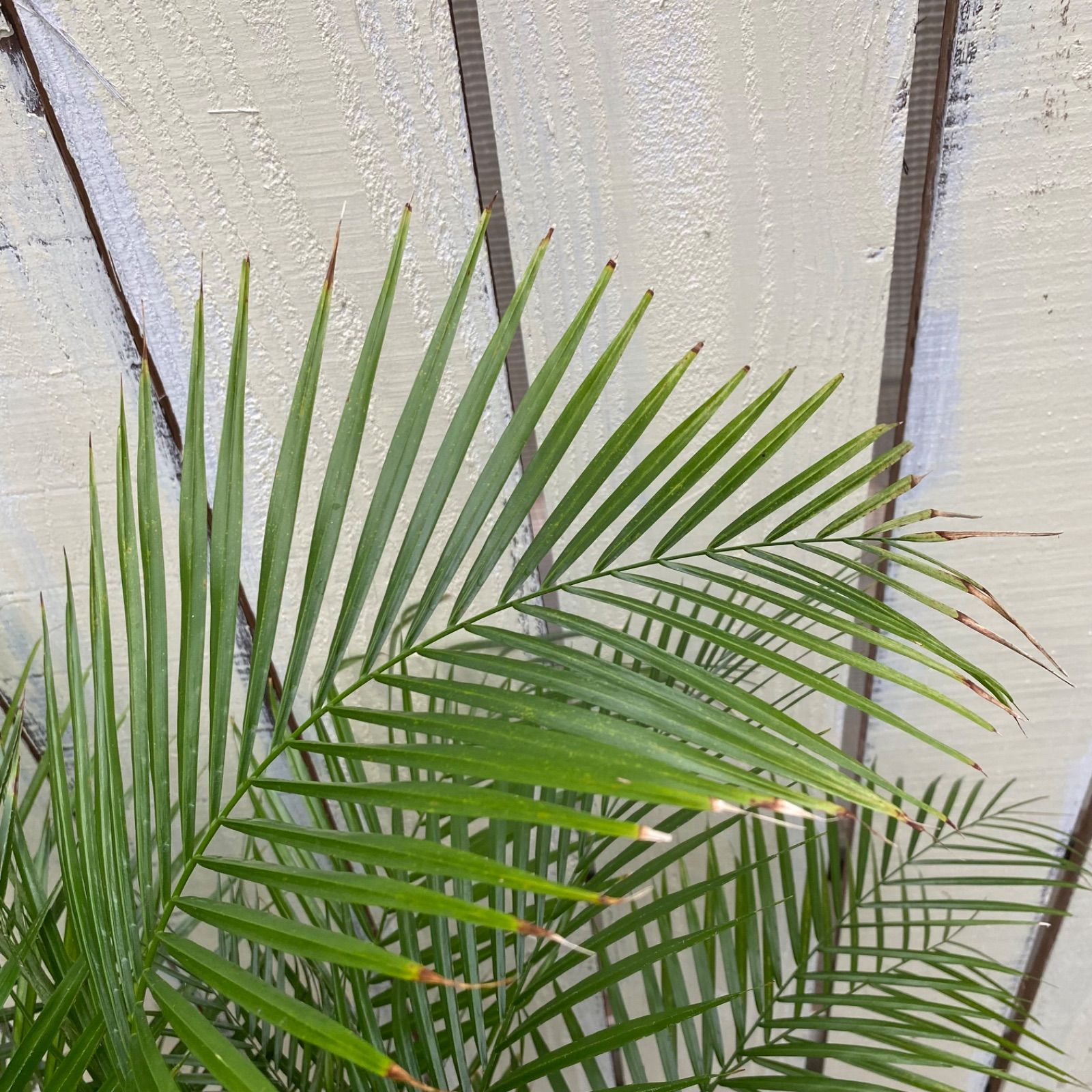 アレカヤシ 10号 特大苗木最高等級極上品 観葉植物 大型 アレカヤシ 10