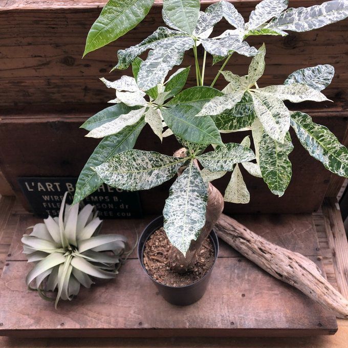 観葉植物 パキラ ミルキーウェイ 斑入り 朴仕立て 自然仕立て 8