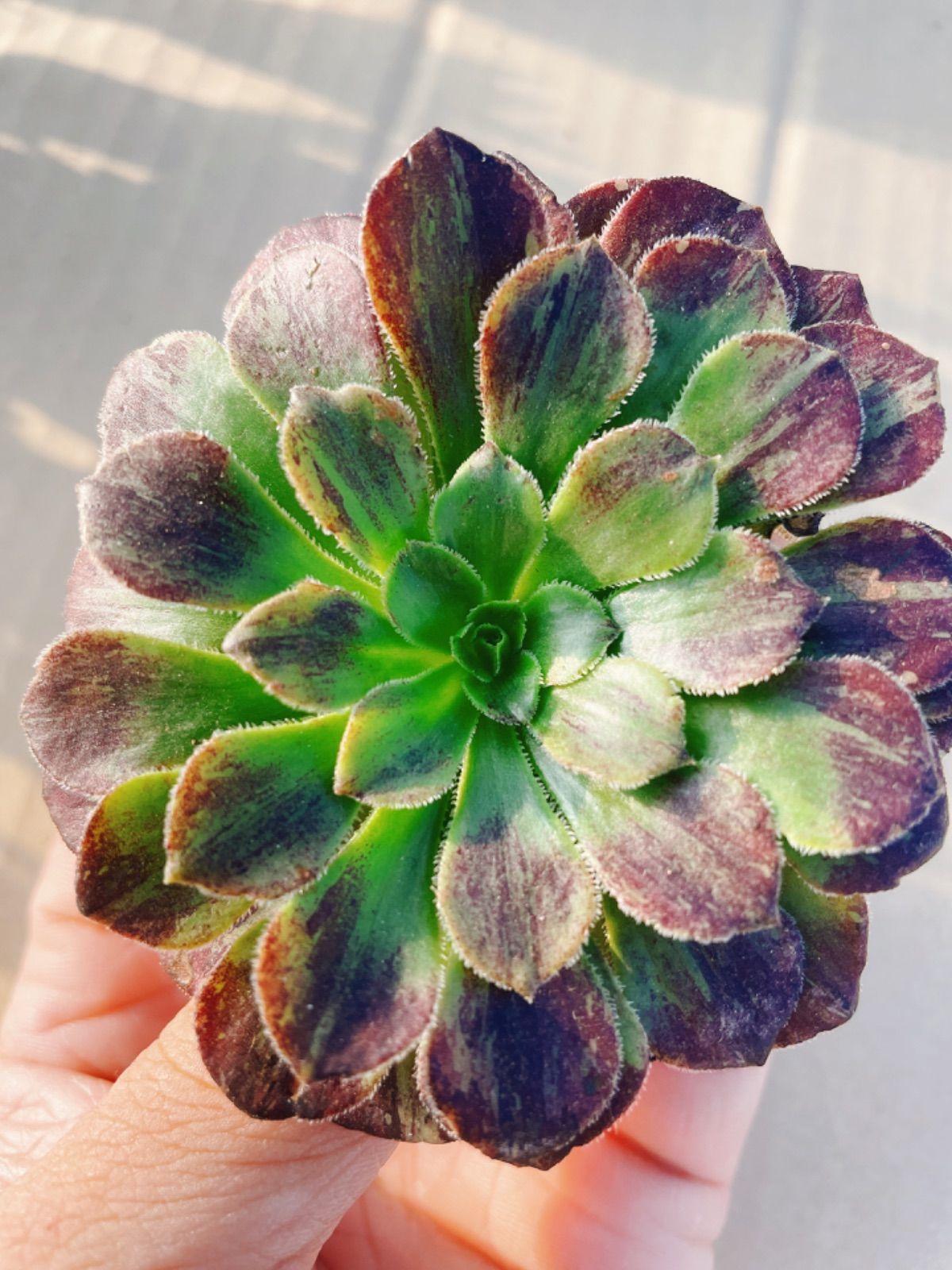 アエオニウム モランディ親株 希少品種 モランディ アエオニウム 多肉植物 カット苗 - メルカリ