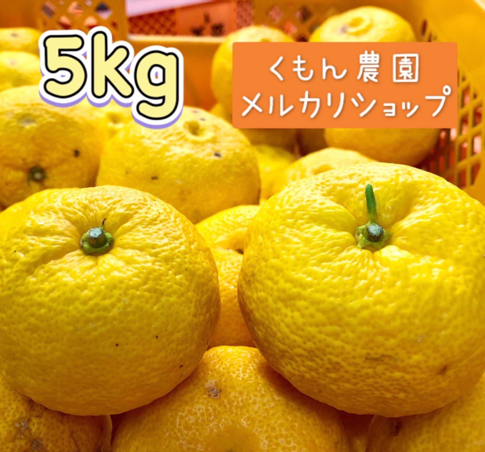 【農家直送】本柚子 5kg  ◎料理やお風呂におすすめ！