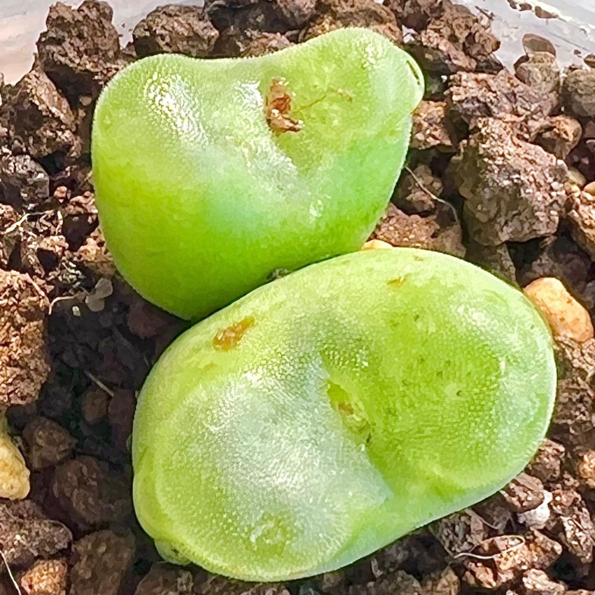 レア コノフィツム フォエニセウム 大苗 2頭 SH1212 Conophytum phoeniceum 多肉植物 メルカリ便 - メルカリ