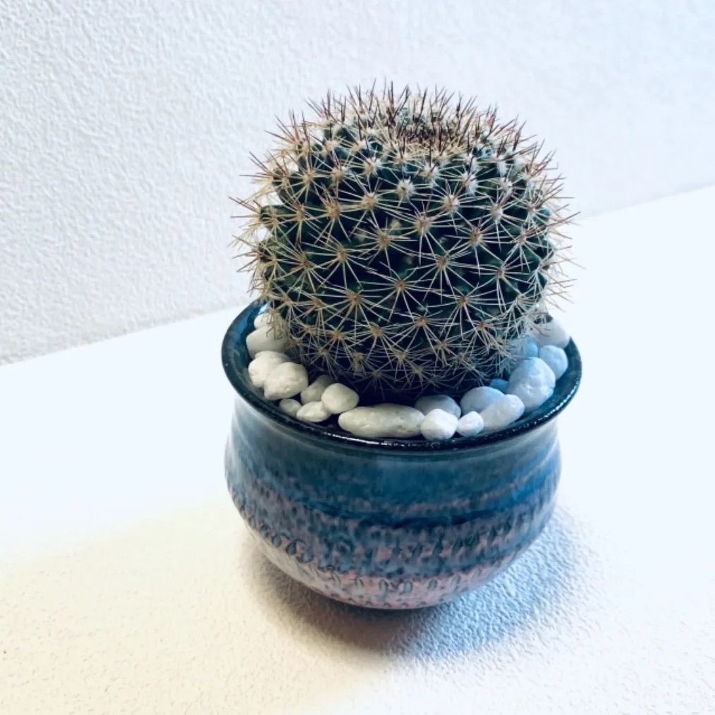 ポイント10倍 新品 未使用 ハイドロカルチャー サボテン 桃花丸 マミラリア 小石原焼 飛びかんな 陶器 植物 観葉植物 Lavacanegra Com Mx Lavacanegra Com Mx