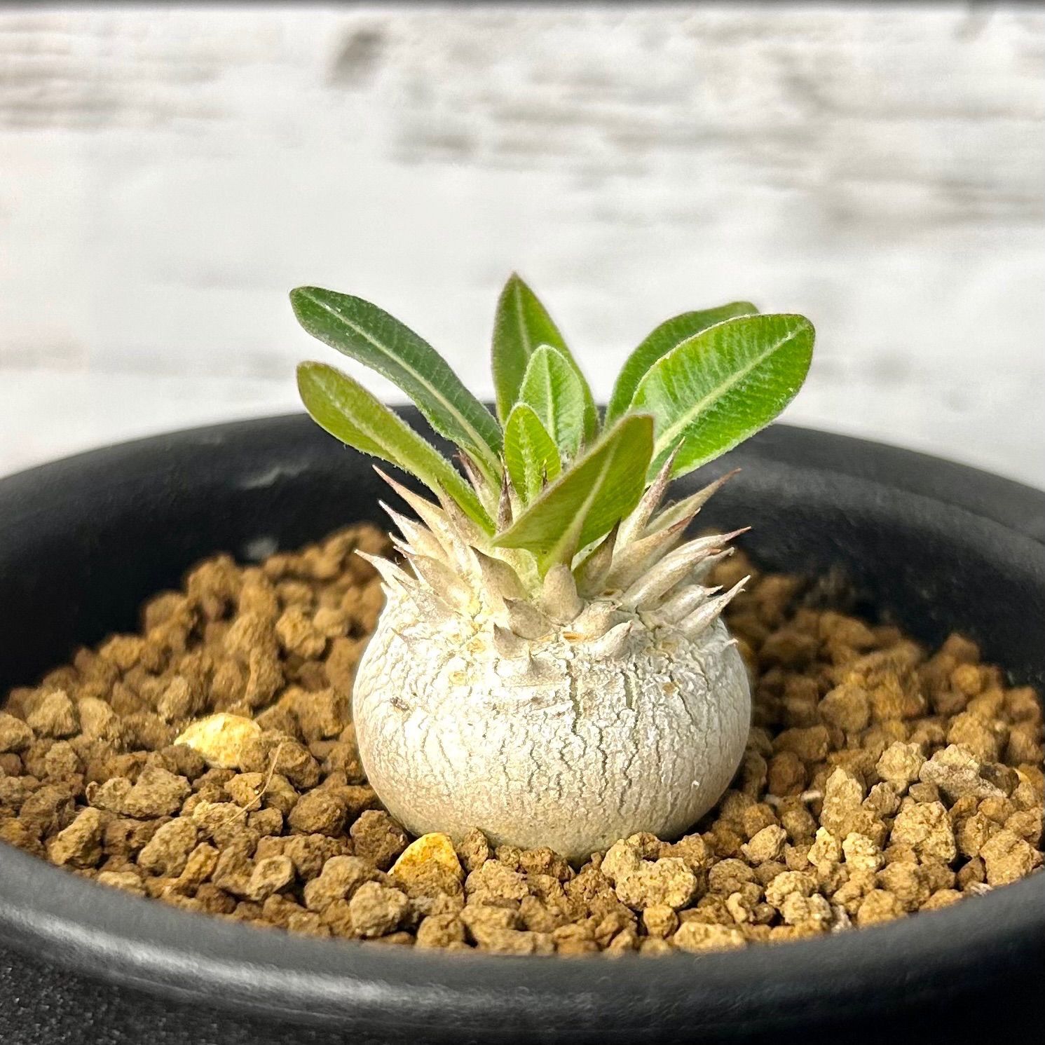 パキポディウム　恵比寿大黒　塊根植物 楽天市場】【訳あり特価】パキポディウム 恵比寿大黒(個体