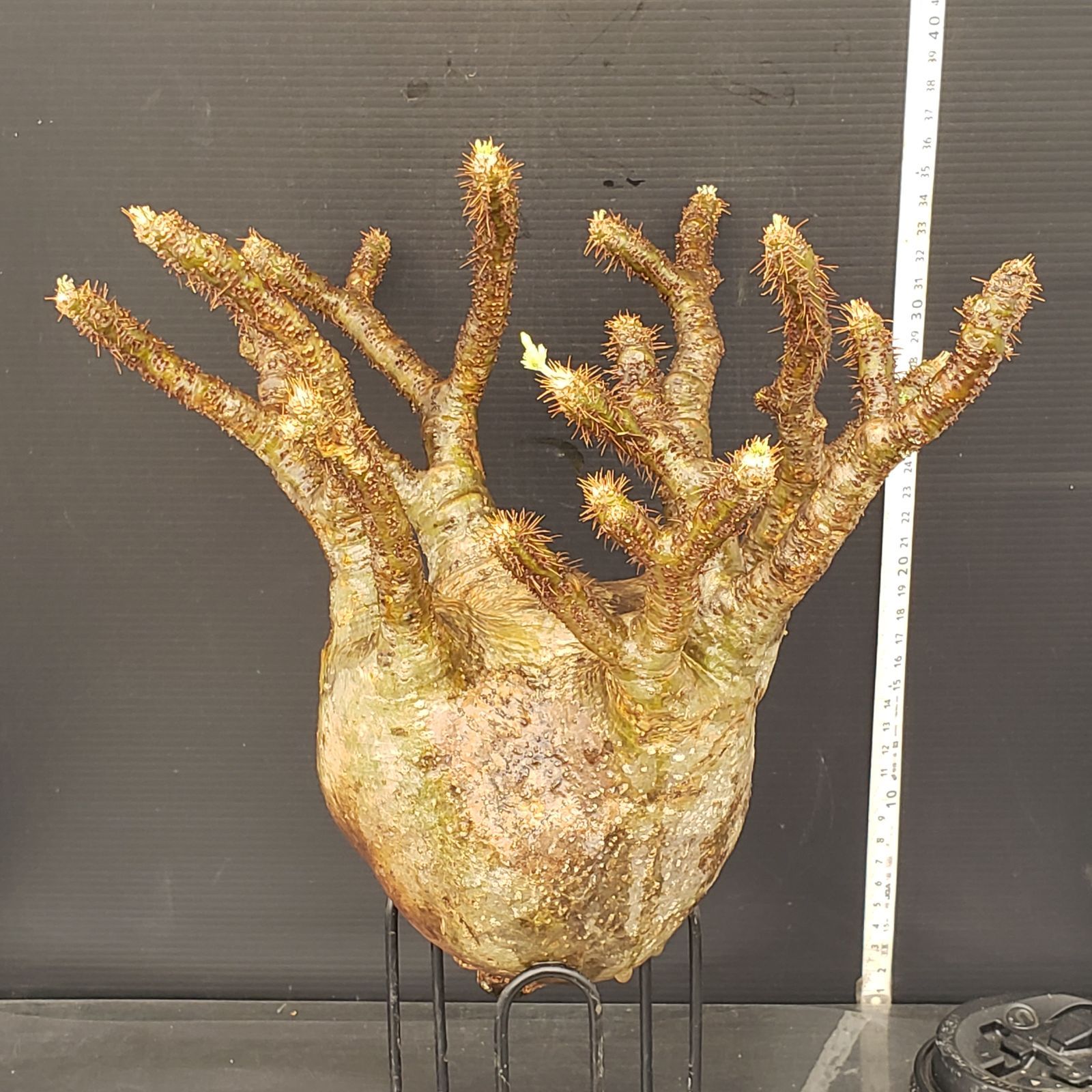 グラキリス M597【最新到着】Pachypodium グラキリス（L）（現地球・抜き苗