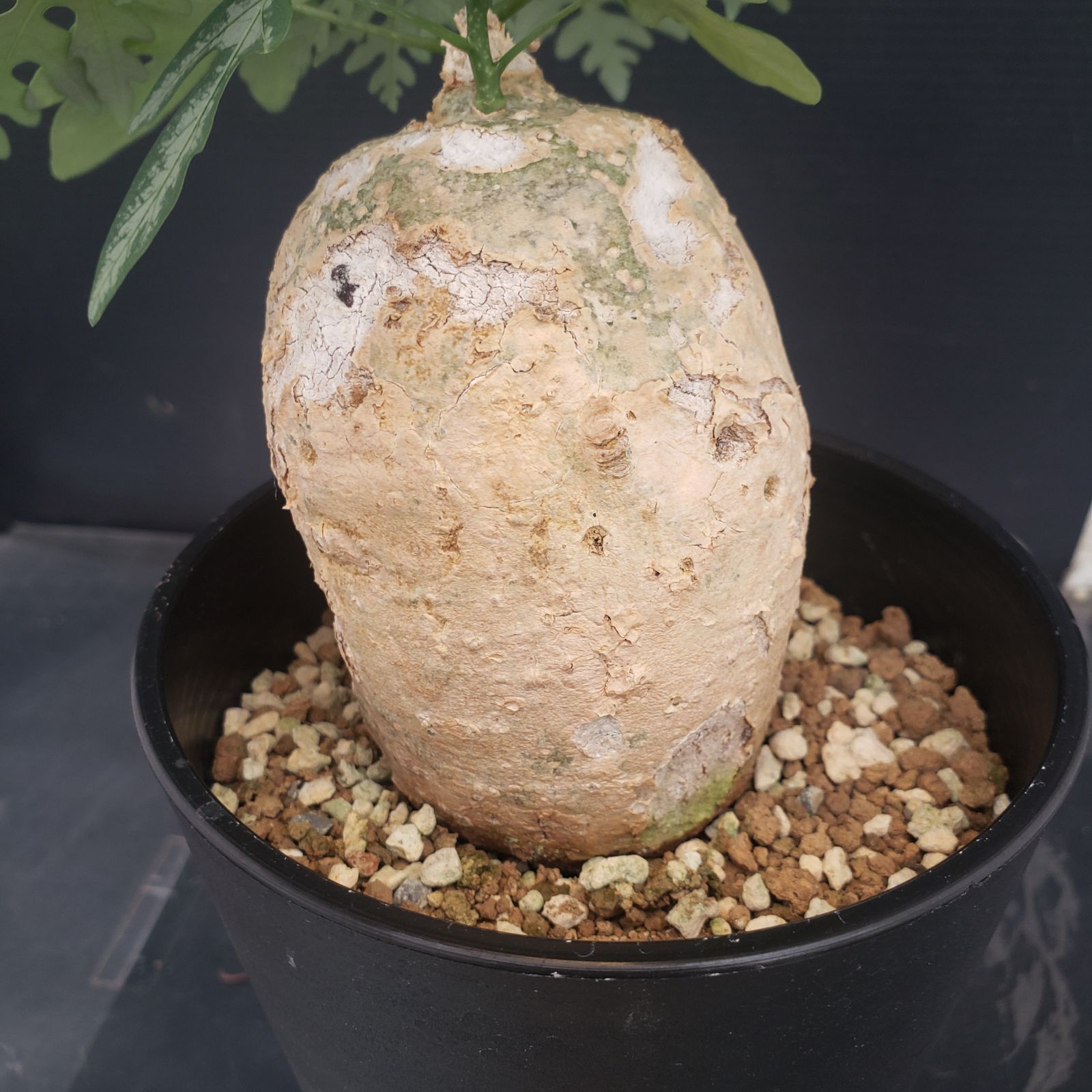アデニア ペリエリ 現地球 N367【自社養生株】アデニア ペリエリ(現地球・発根株・鉢植え