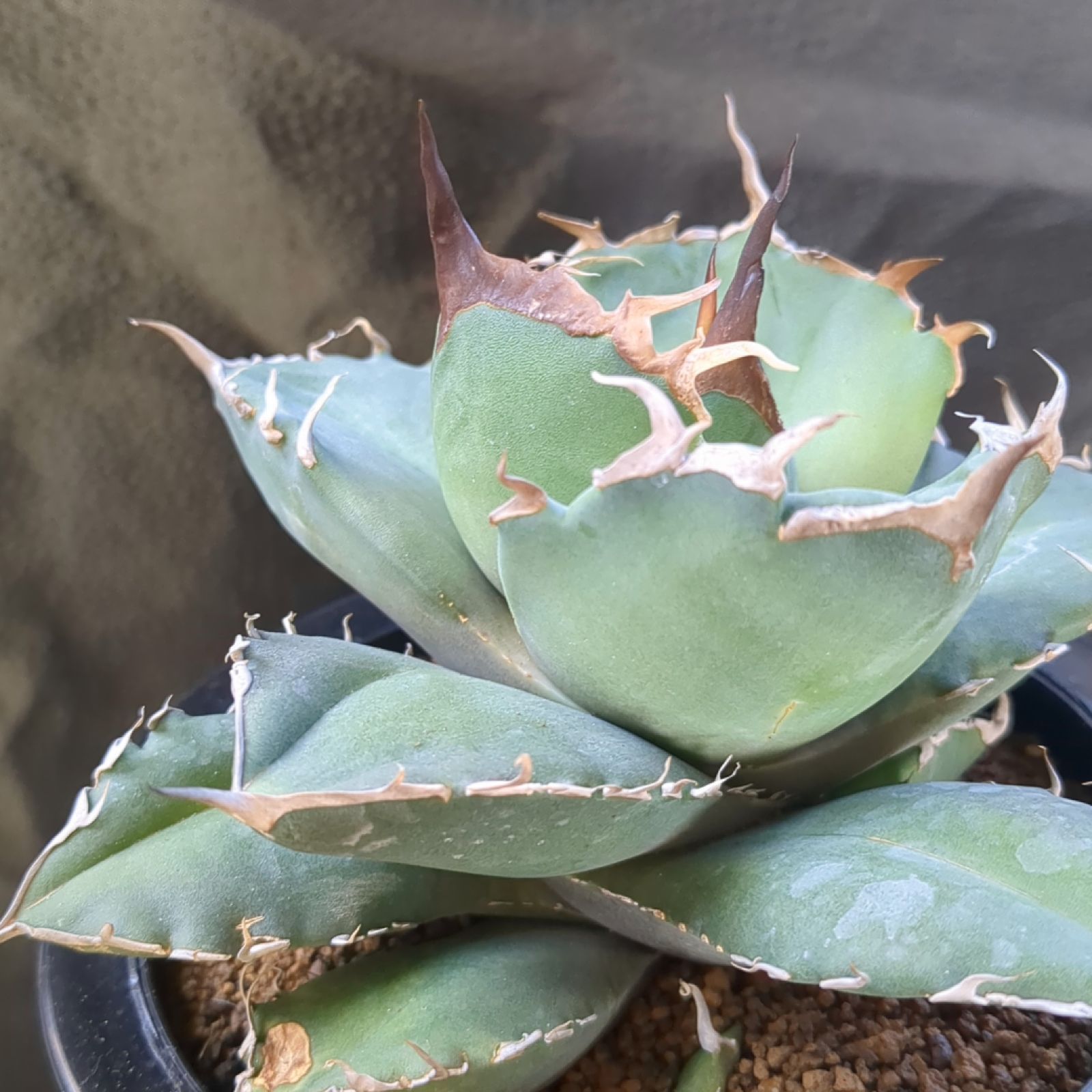 アガベ チタノタ 清氏【現物】鉢のまま発送 - メルカリ