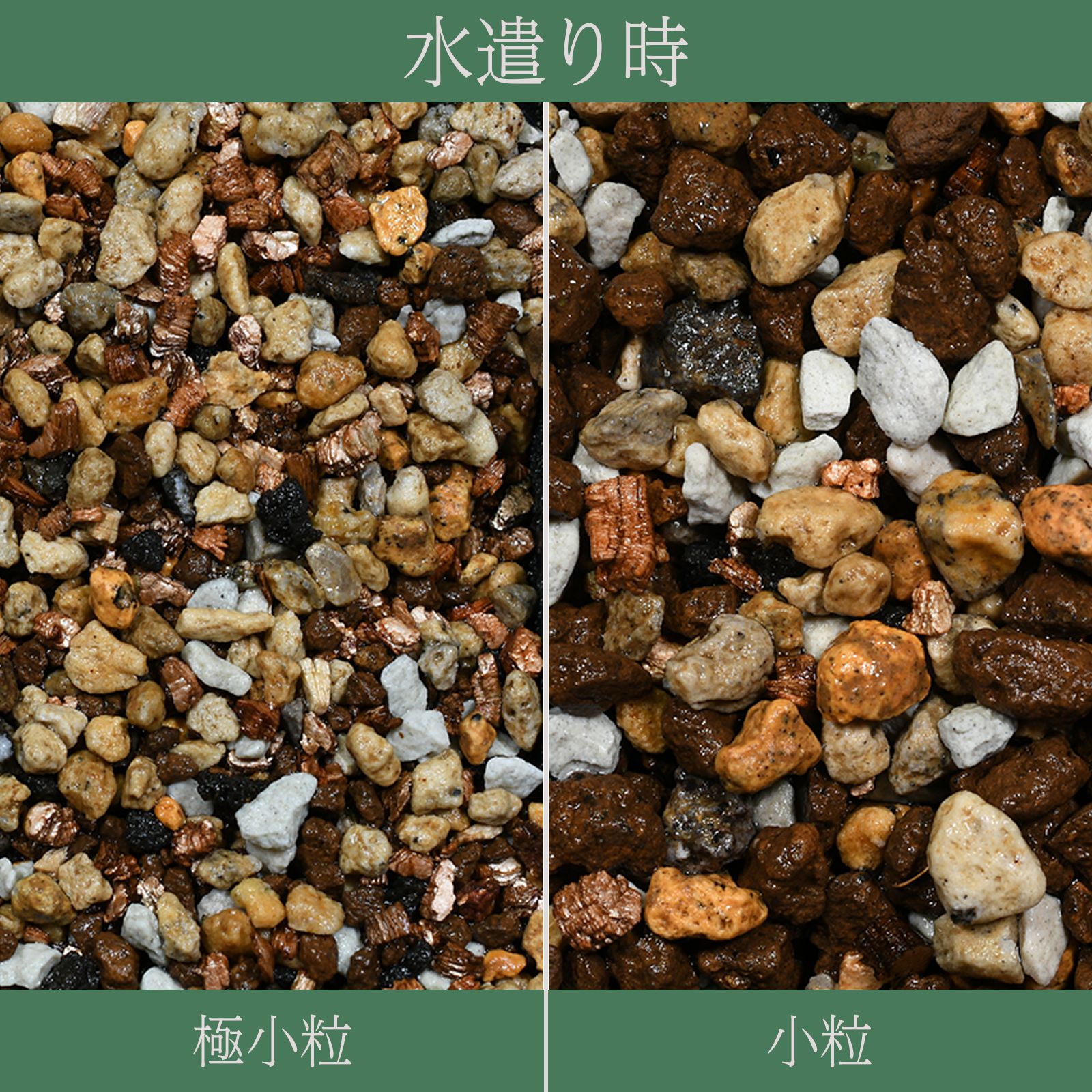 日日塊根