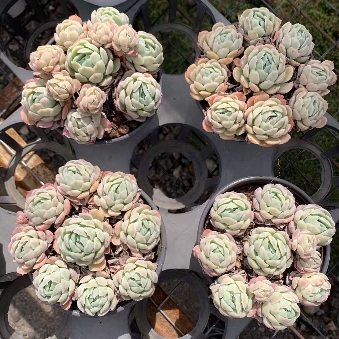 Top【選抜株】多肉植物　9308 オパリナ錦36個　鉢無し/脱土 15株の抜き苗セット】オパリナ錦 多肉植物 佐川急便発送 エケベリア