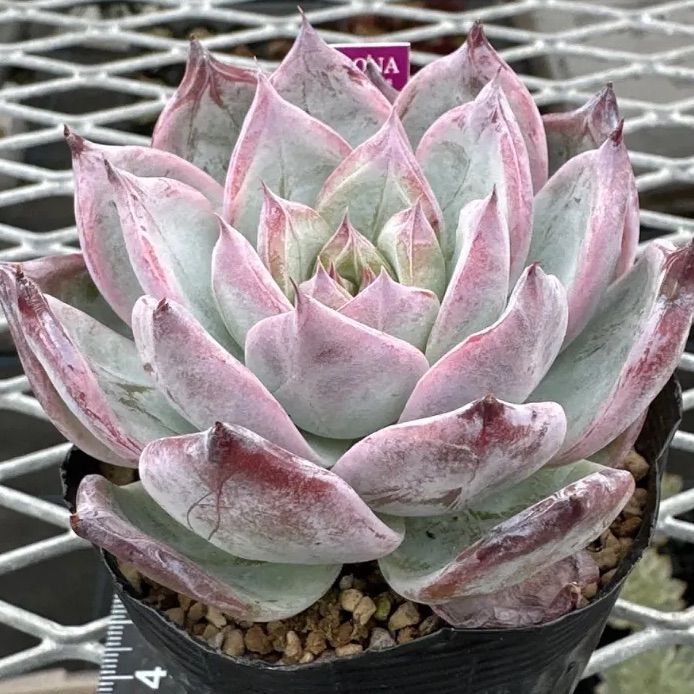 ブラックサバス　群生　メルカリ便 ブラックサバス 多肉植物 韓国苗 特大群生苗❣➁ - メルカリ