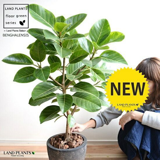 オリーブの木 ミッション 7号 約145cm NO.705 人気品種 現品掲載