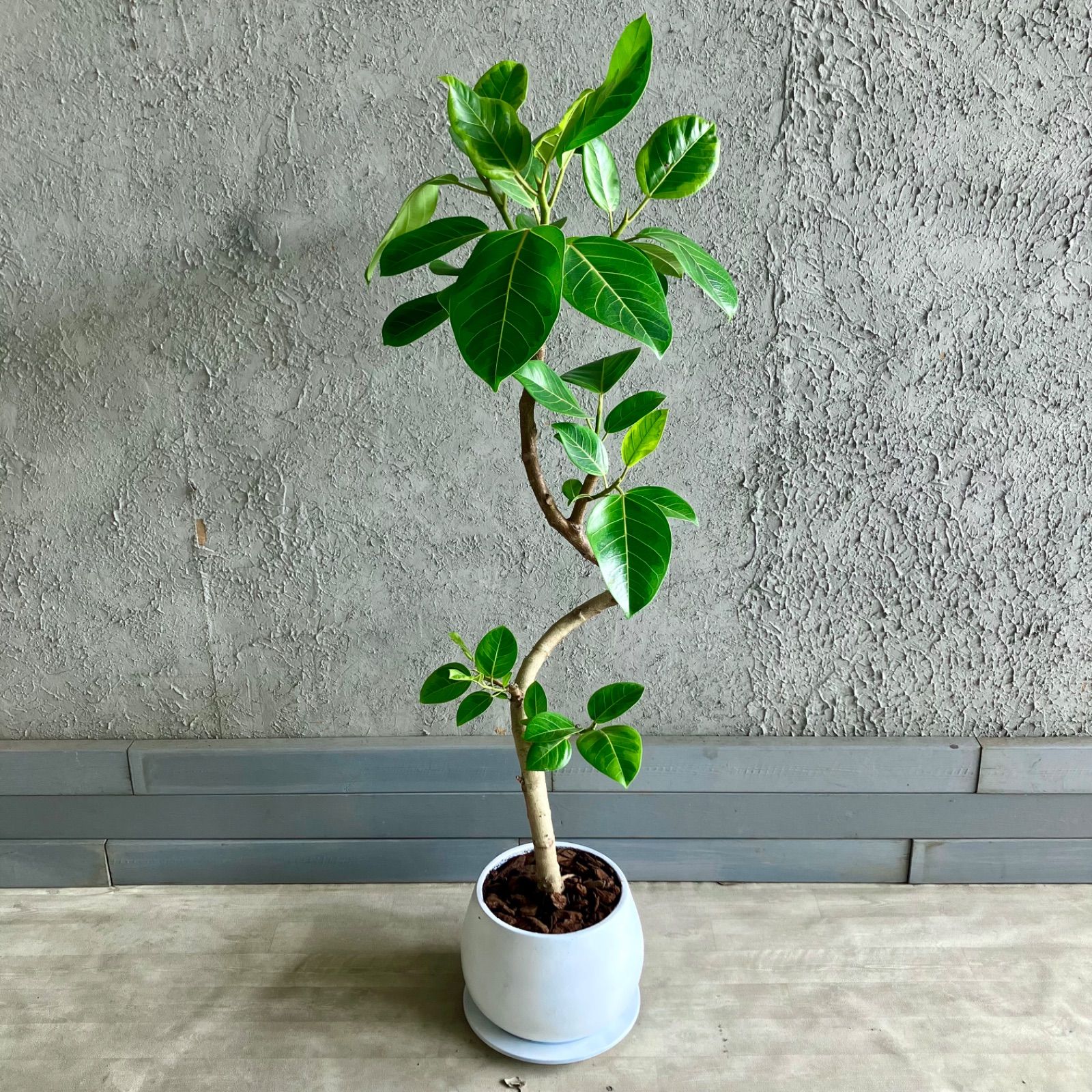 現品］98番 フィカス アルテシマ 曲がり 8号 観葉植物 室内 大型 ゴム