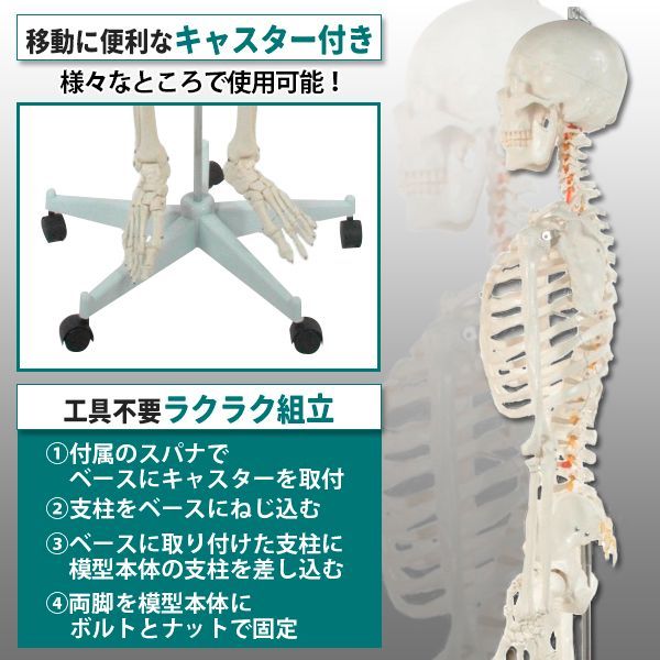 人体模型 骨格模型 骨 等身大 身長約166cm 展示スタンド付き 骨格標本 骨格モデル 全身骨格模型