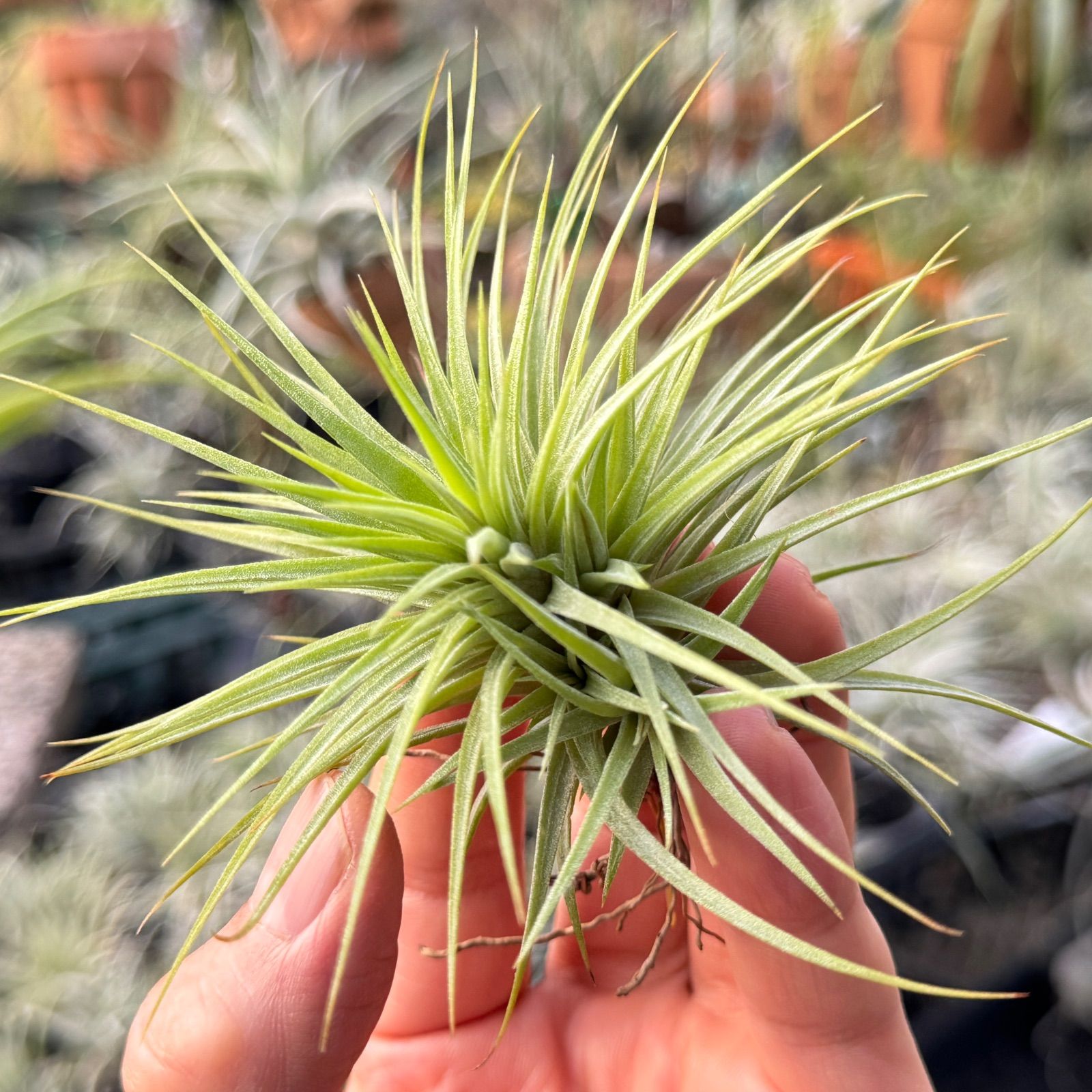 特大＊チランジア イオナンタ ファットボーイ Tillandsia