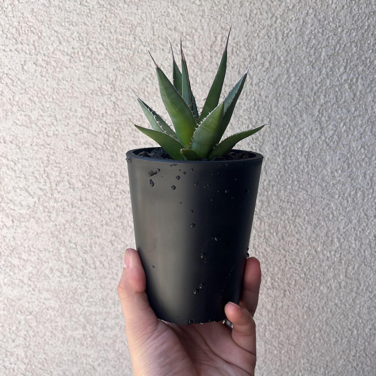 アガベ・ホリダ 実生株3年目｜Agave horrida Seedling15 - メルカリ